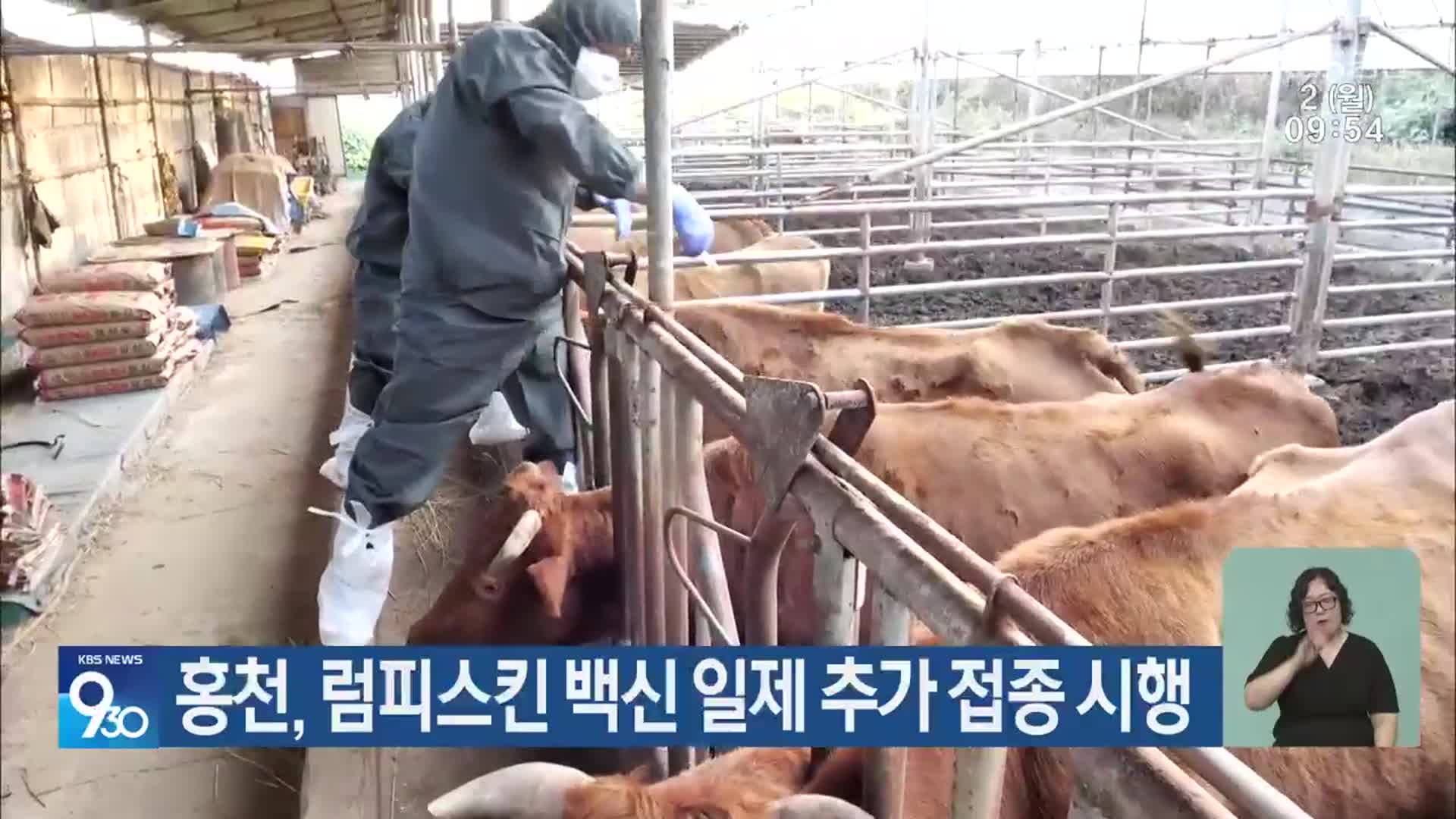 홍천, 럼피스킨 백신 일제 추가 접종 시행