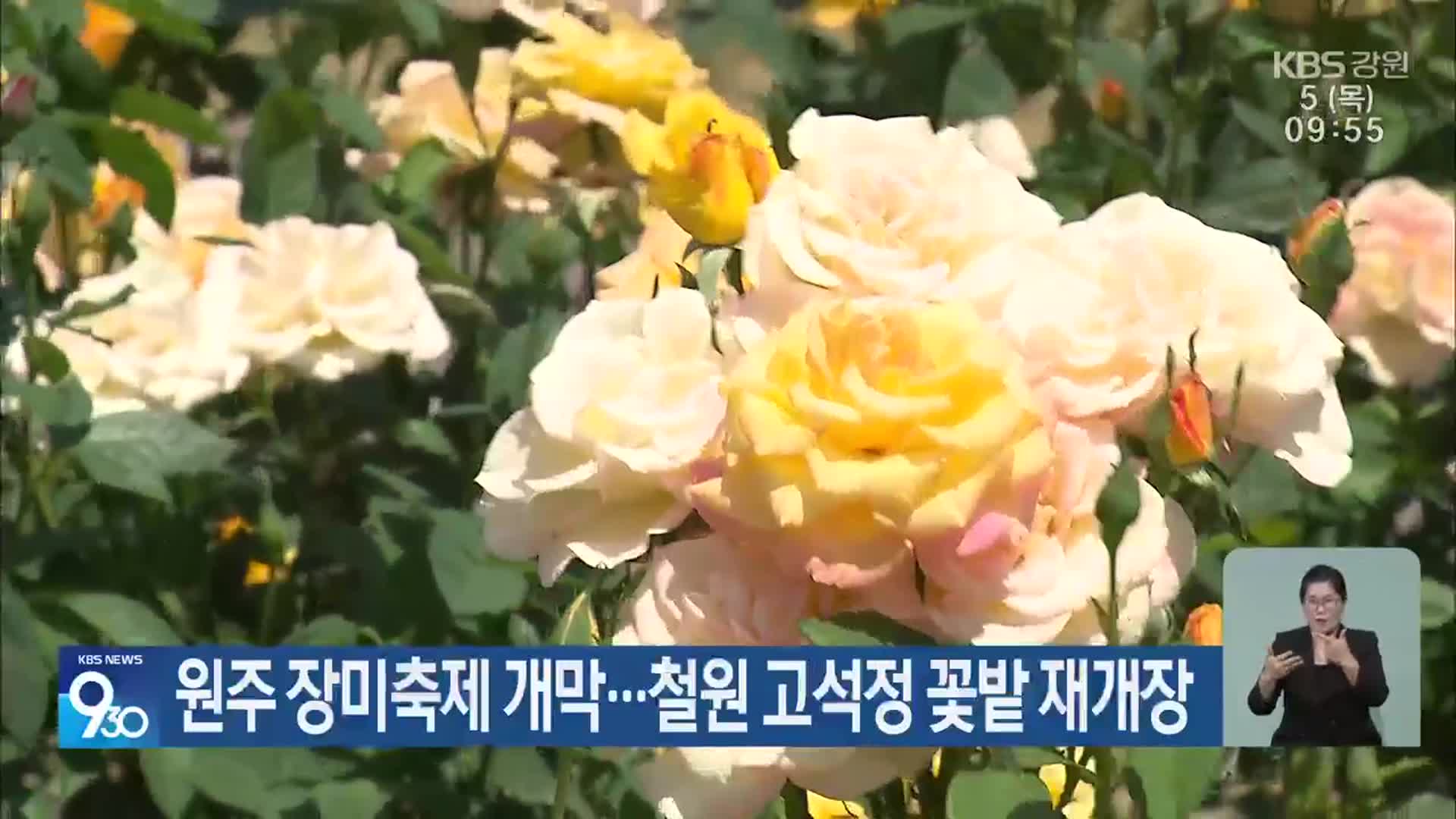 원주 장미축제 개막…철원 고석정 꽃밭 재개장