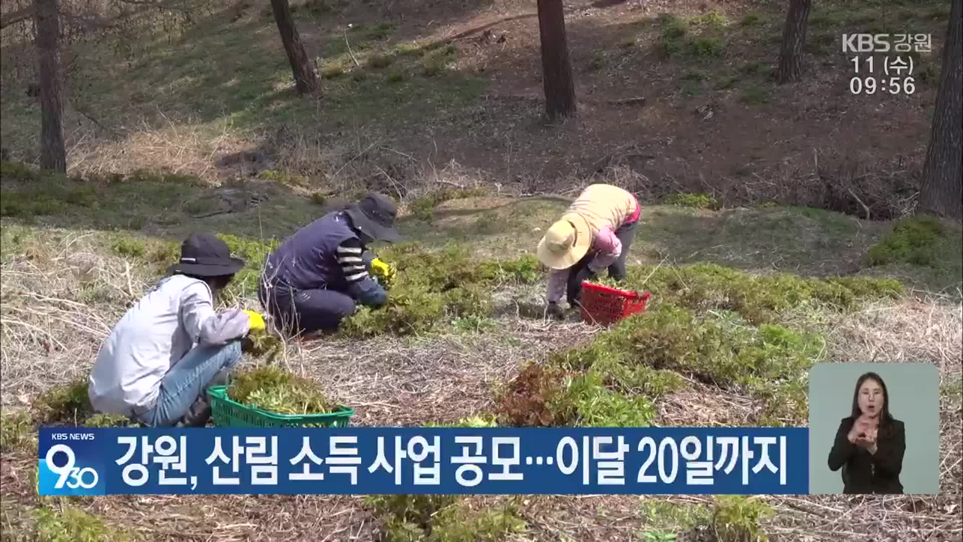 강원, 산림 소득 사업 공모…이달 20일까지