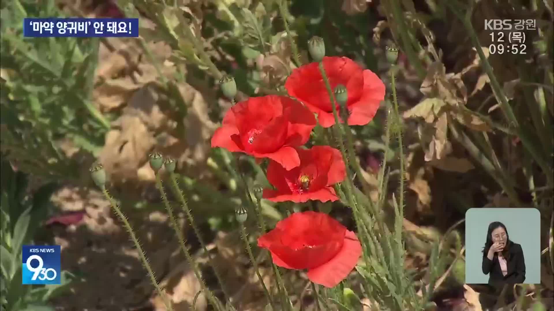 농촌 곳곳에 ‘마약 양귀비’…한 포기도 처벌