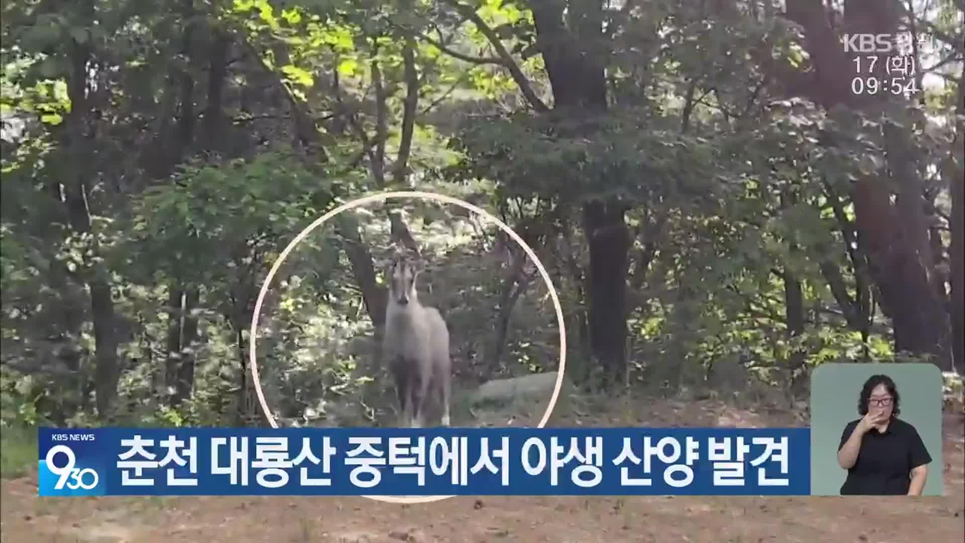 춘천 대룡산 중턱에서 야생 산양 발견