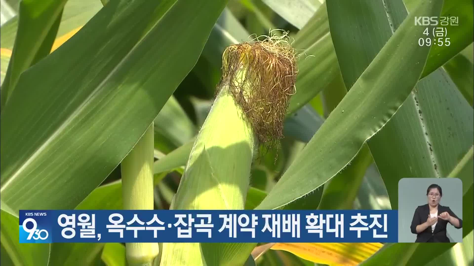 영월, 옥수수·잡곡 계약 재배 확대 추진