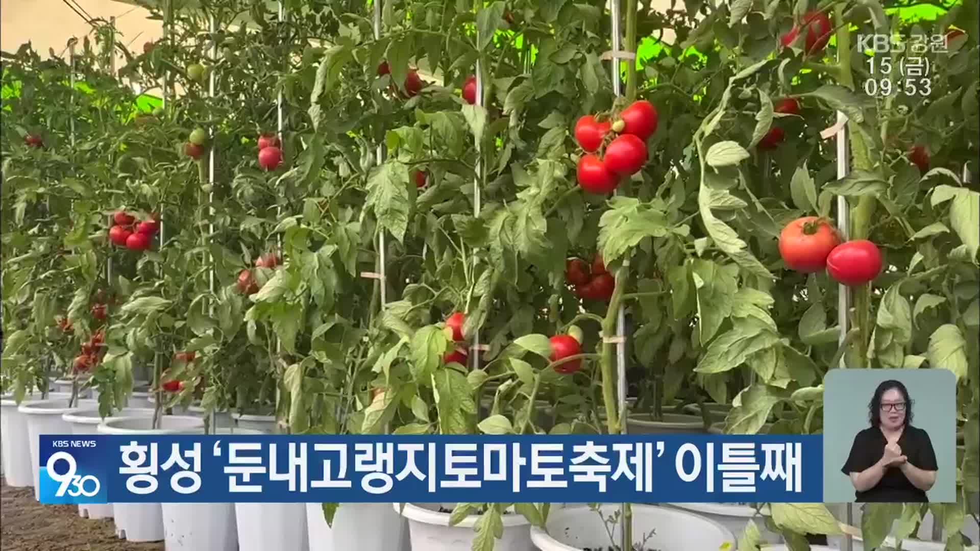 횡성 ‘둔내고랭지토마토축제’ 이틀째