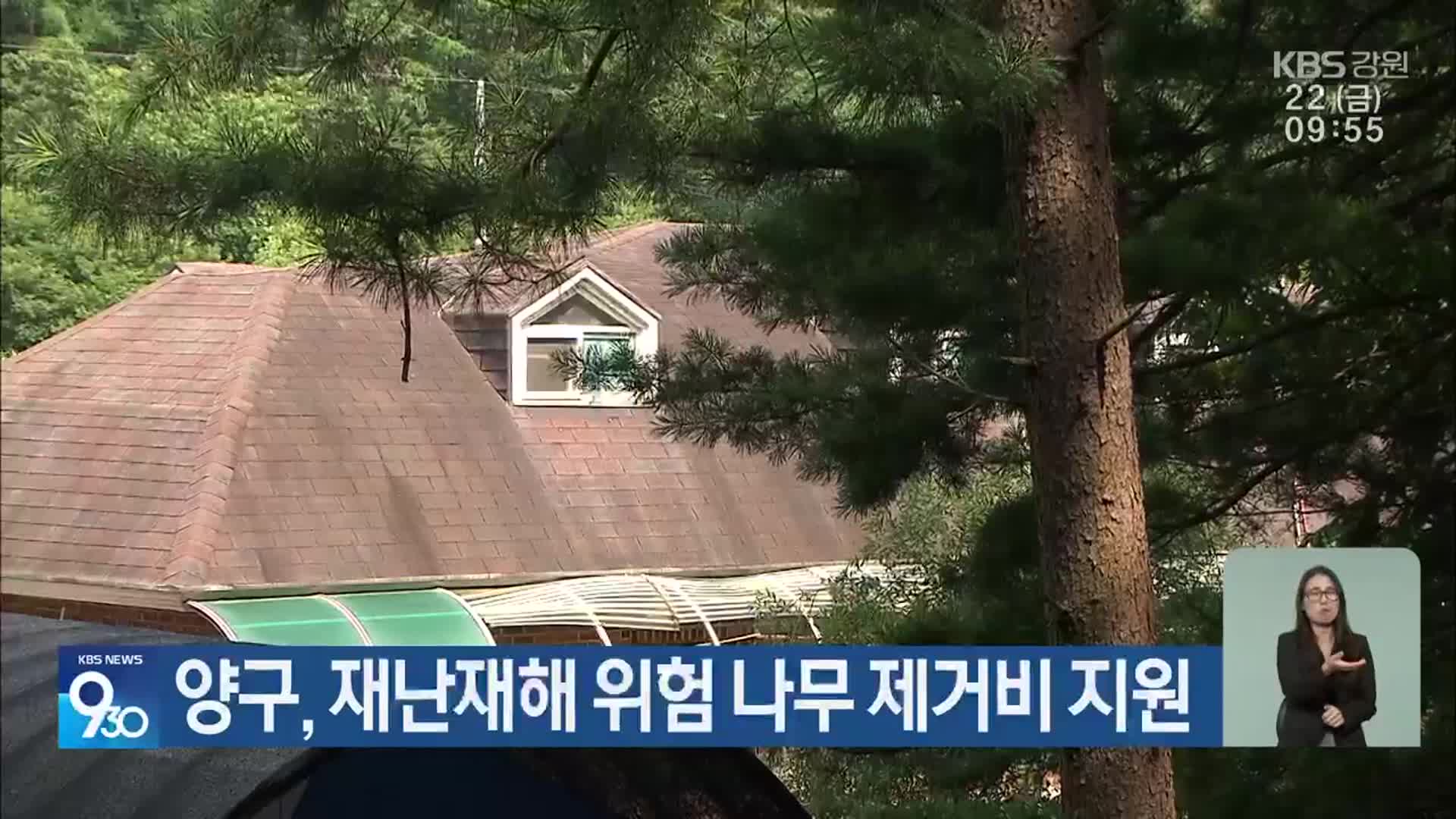 양구, 재난재해 위험 나무 제거비 지원