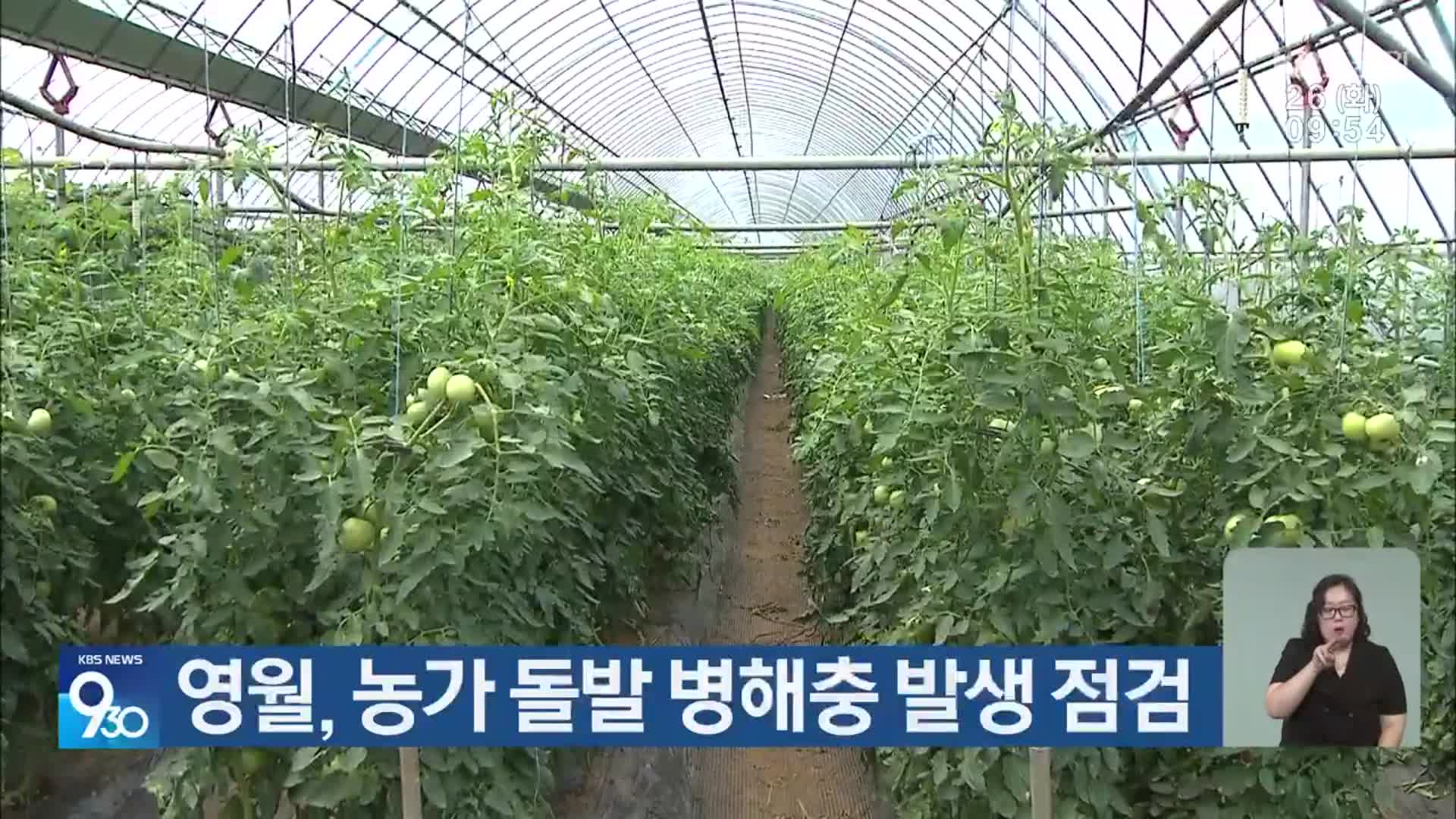 영월, 농가 돌발 병해충 발생 점검