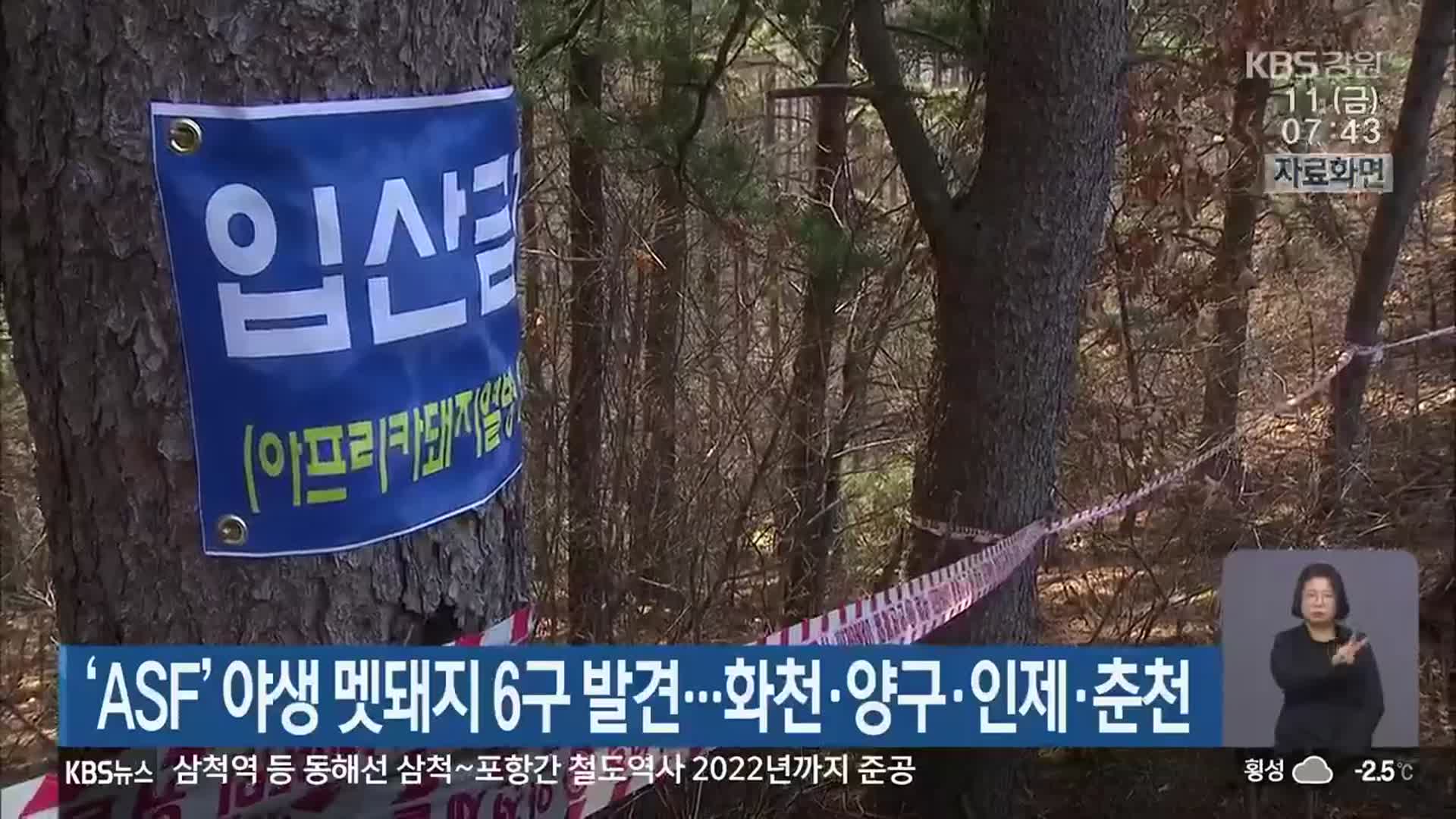 ‘ASF’ 야생 멧돼지 6구 발견…화천·양구·인제·춘천