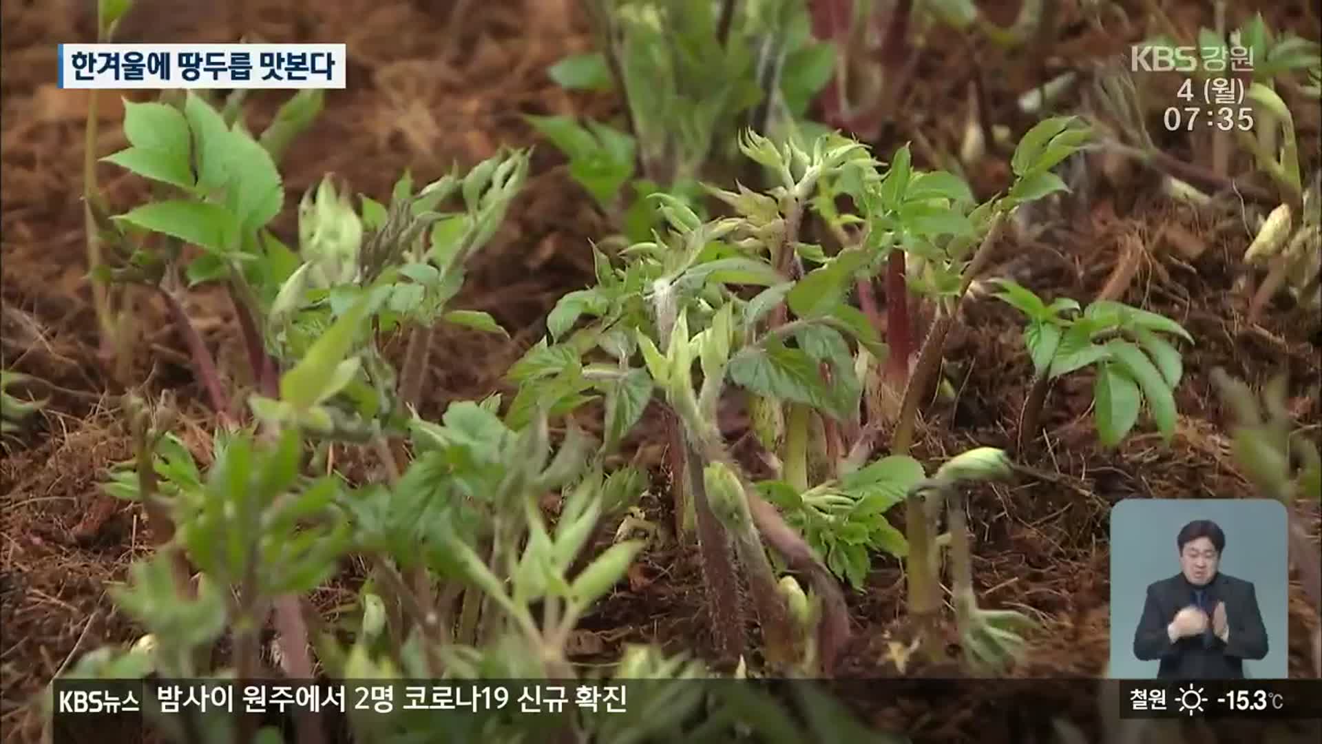 봄나물의 대명사 ‘땅두릅’…이젠 1월부터 맛본다