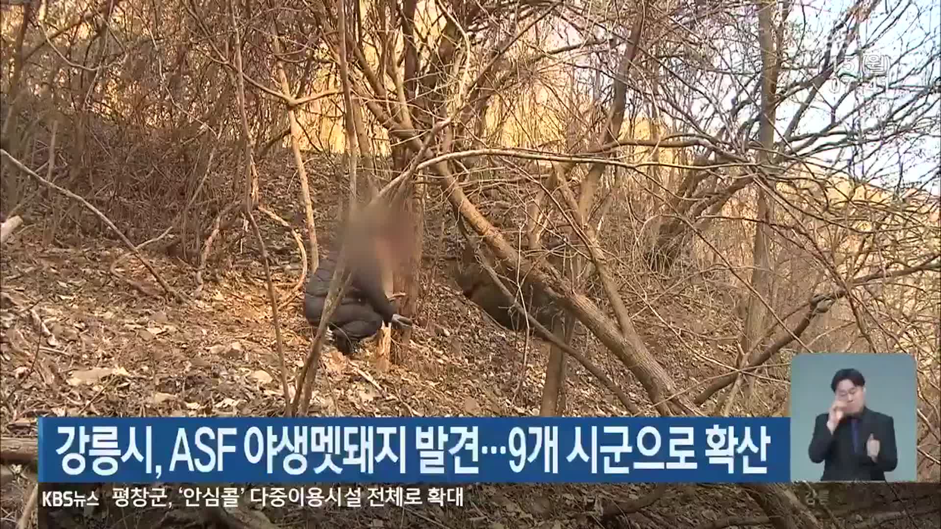 강릉시, ASF 야생멧돼지 발견…9개 시군으로 확산