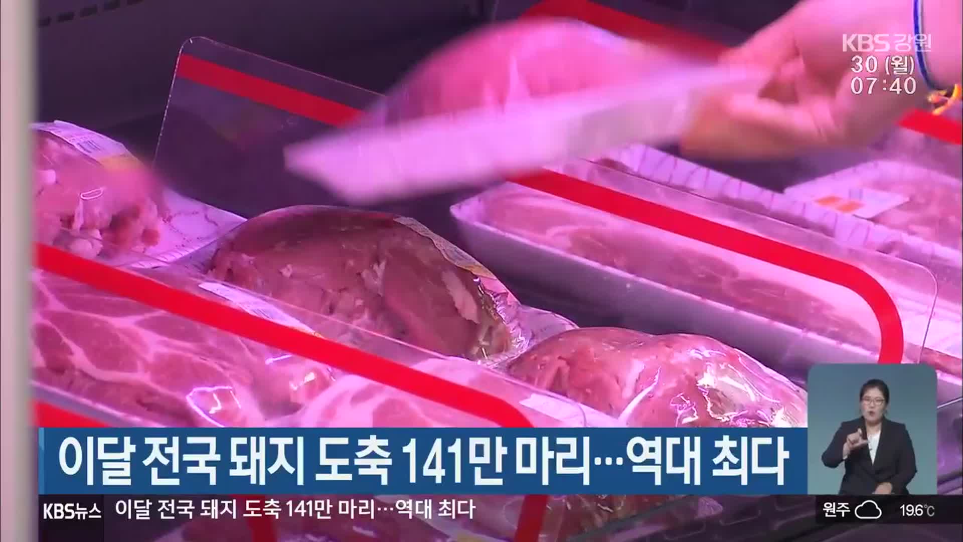 이달 전국 돼지 도축 141만 마리…역대 최다