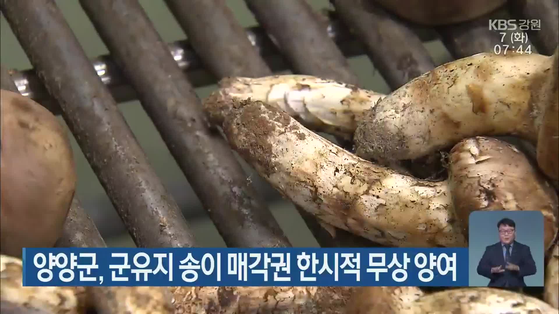 양양군, 군유지 송이 매각권 한시적 무상 양여