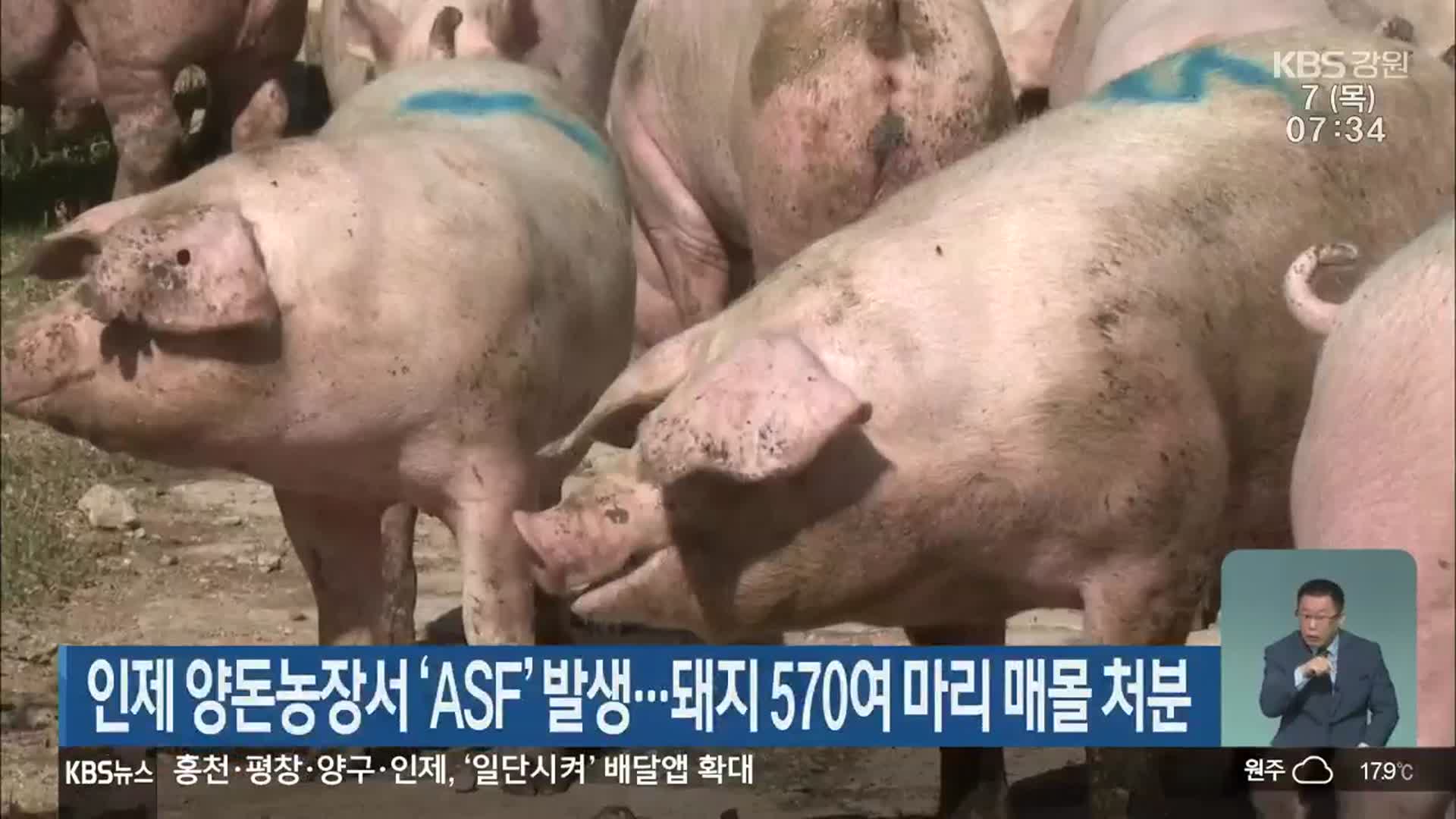 인제 양돈농장서 ‘ASF’ 발생…돼지 570여 마리 매몰 처분