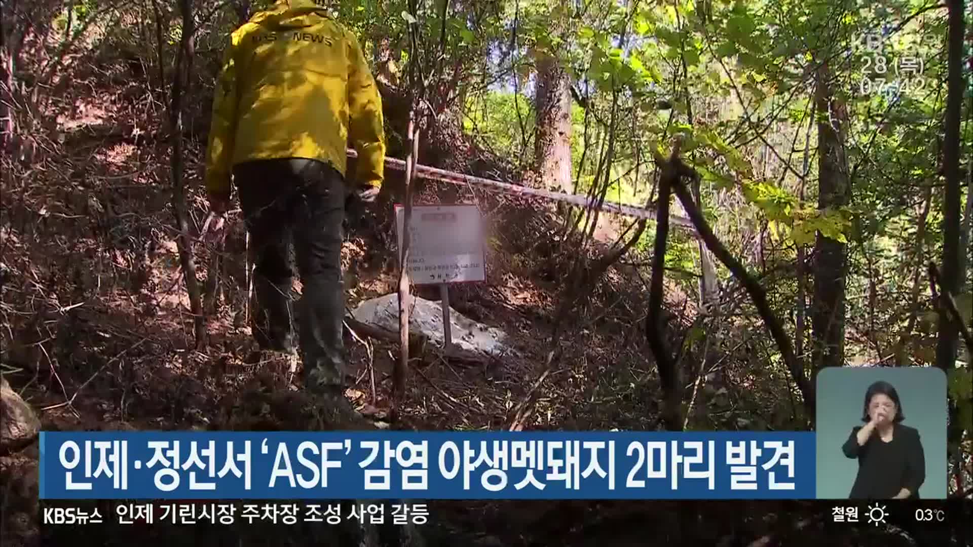 인제·정선서 ‘ASF’ 감염 야생멧돼지 2마리 발견