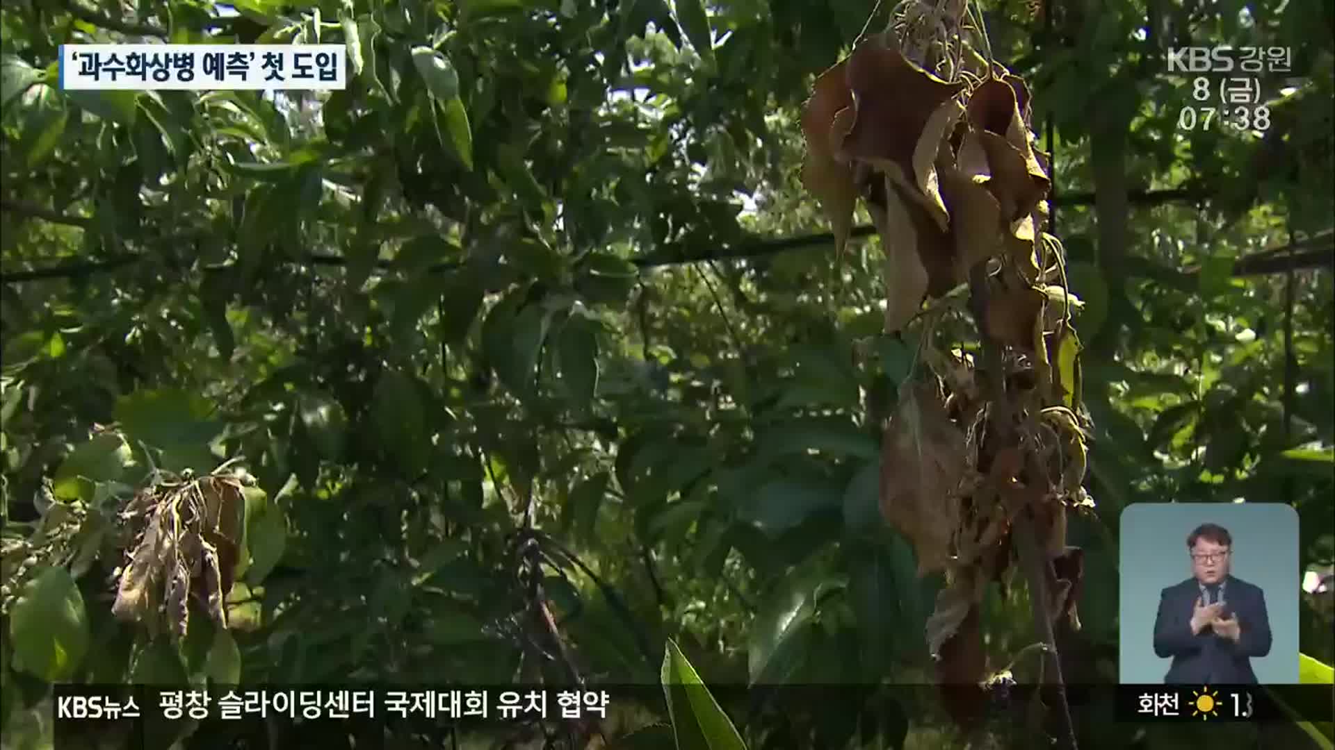 과수화상병 예측 시스템, 강원 남부 시범 도입