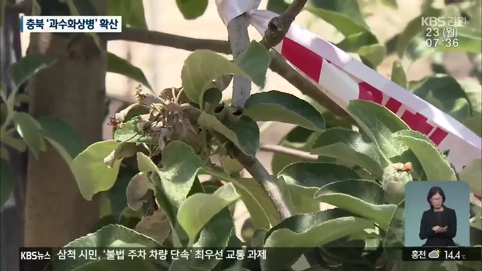 충북 ‘과수화상병’ 확산…강원 남부도 비상