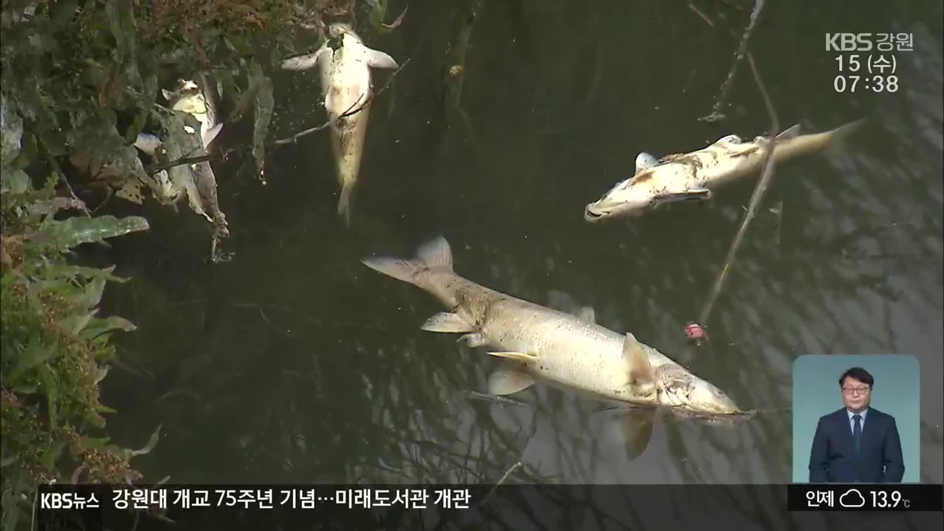 강릉 남대천 물고기 떼죽음…원인은?