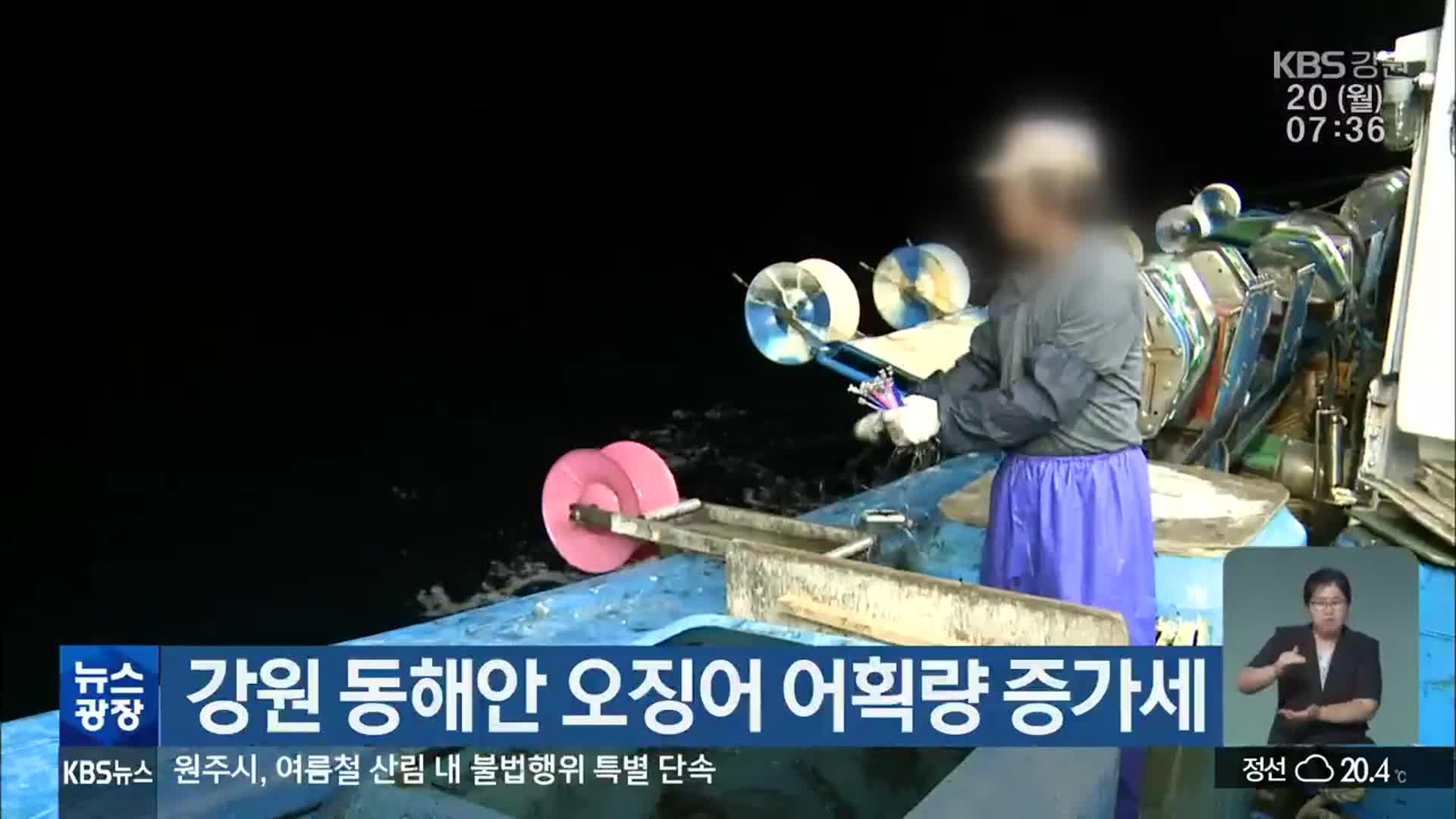 강원 동해안 오징어 어획량 증가세