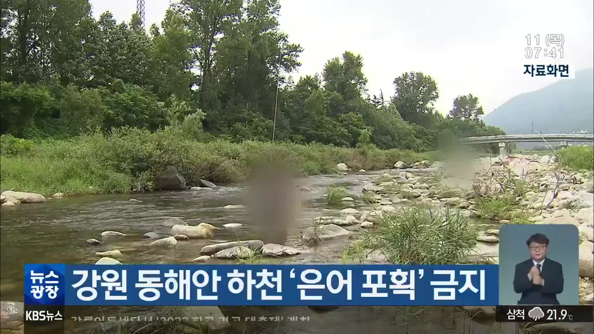 강원 동해안 하천 ‘은어 포획’ 금지