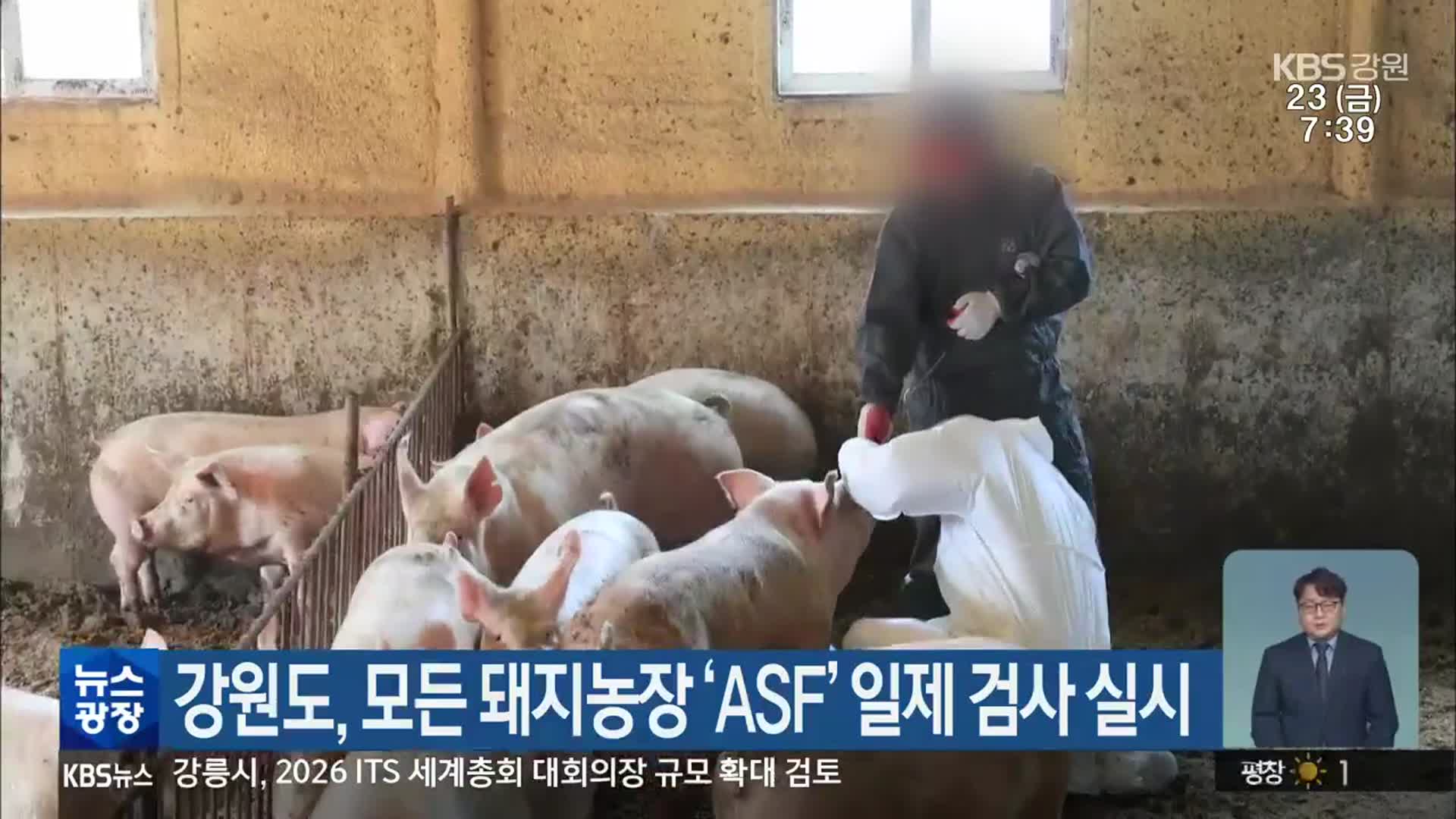 강원도, 모든 돼지농장 ‘ASF’ 일제 검사 실시