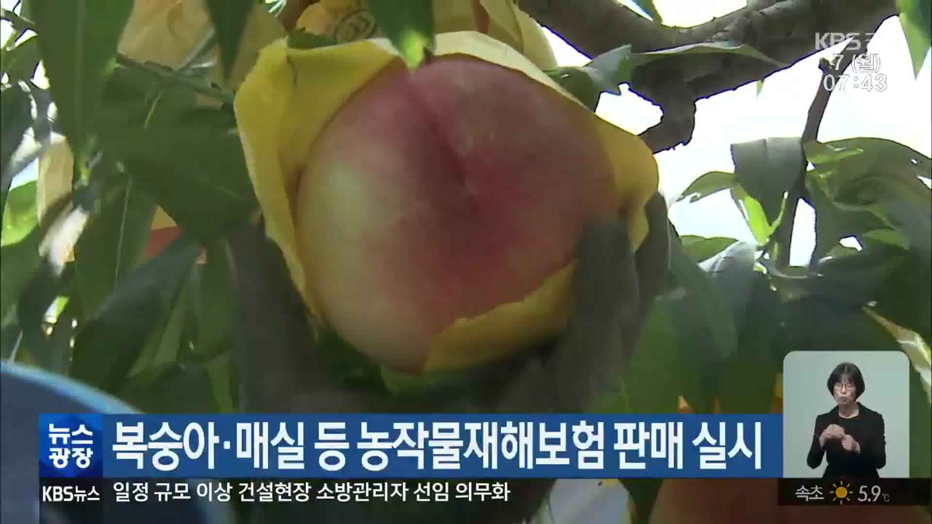 복숭아·매실 등 농작물재해보험 판매 실시