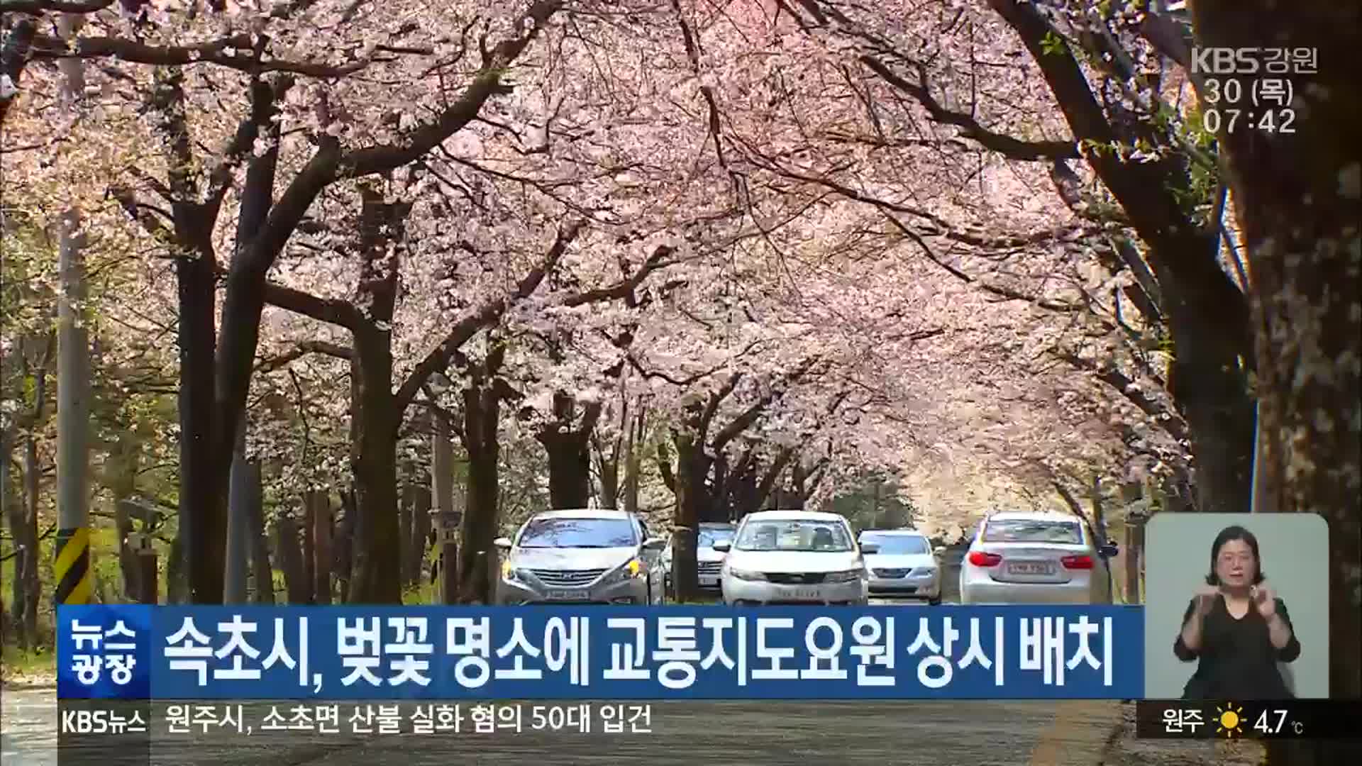 속초시, 벚꽃 명소에 교통지도요원 상시 배치