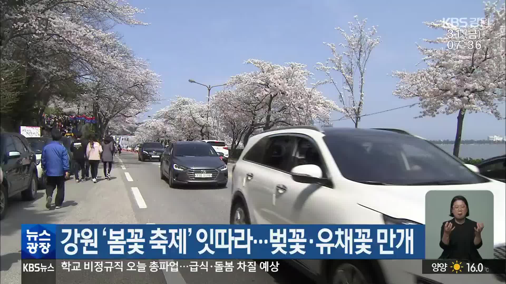 강원 ‘봄꽃 축제’ 잇따라…벚꽃·유채꽃 만개