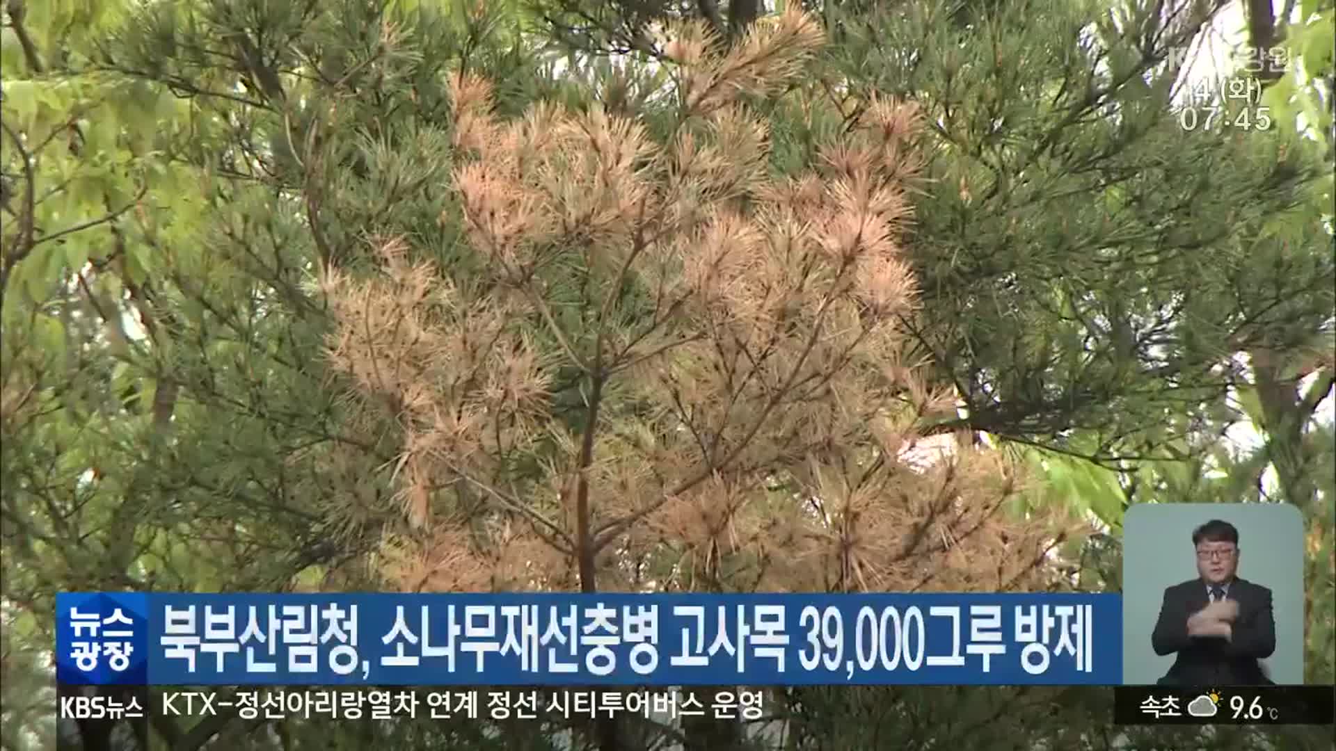 북부산림청, 소나무재선충병 고사목 39,000그루 방제