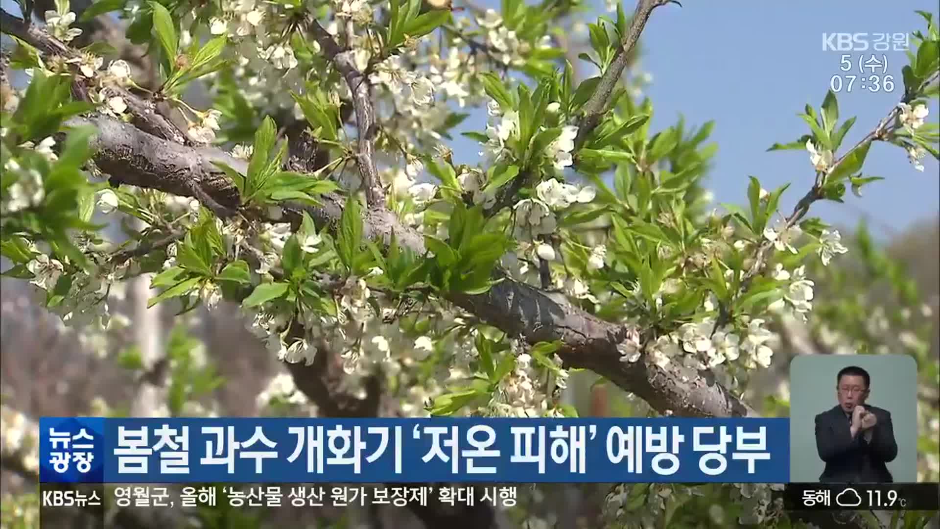 봄철 과수 개화기 ‘저온 피해’ 예방 당부