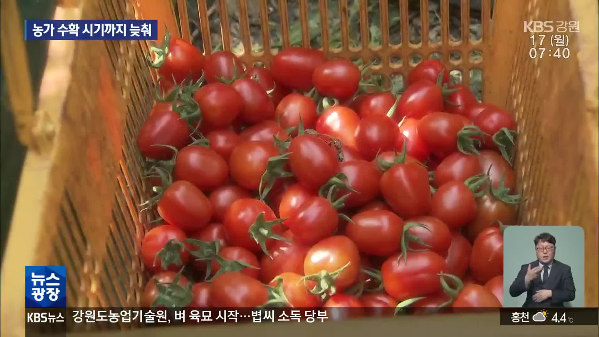 방울토마토 소비 급감…수확 시기까지 늦춰