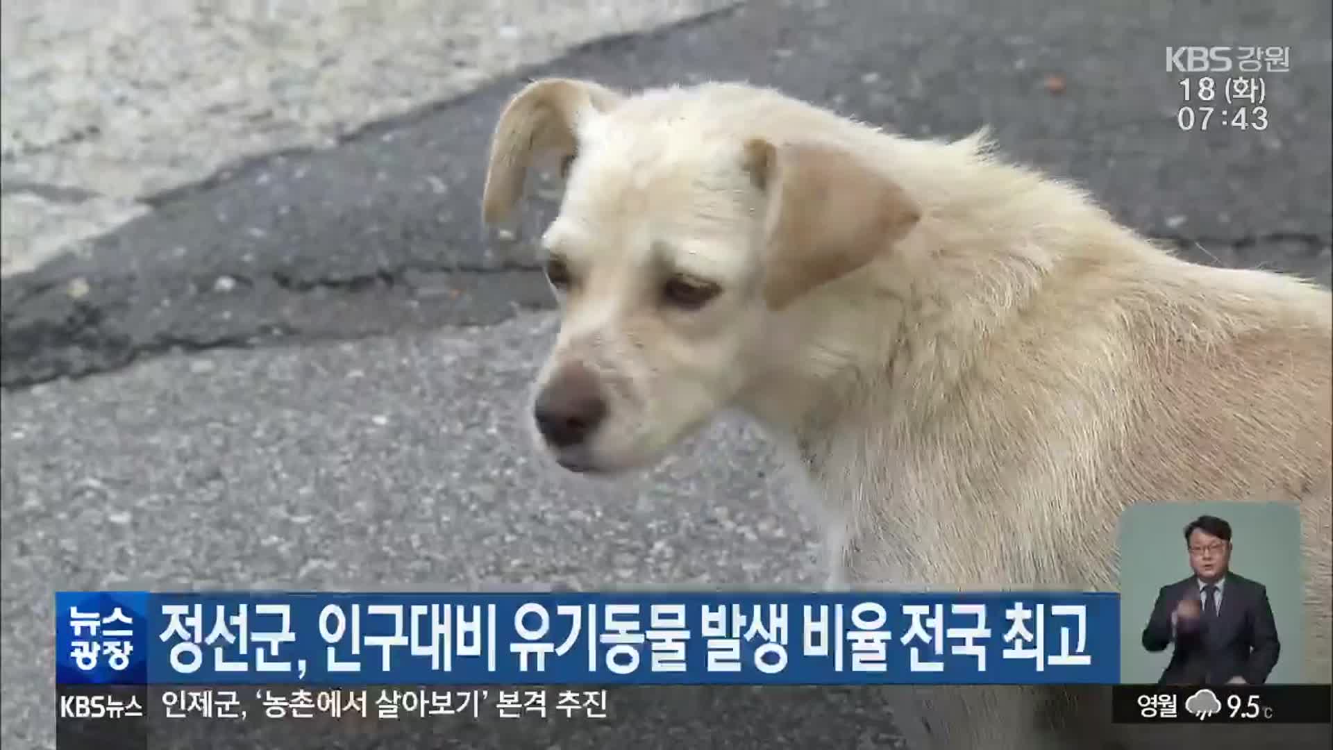 정선군, 인구대비 유기동물 발생 비율 전국 최고