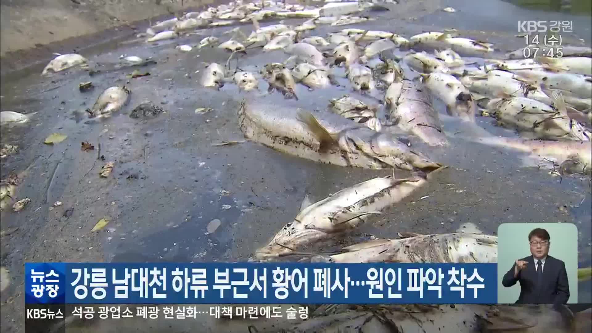 강릉 남대천 하류 부근서 황어 폐사…원인 파악 착수