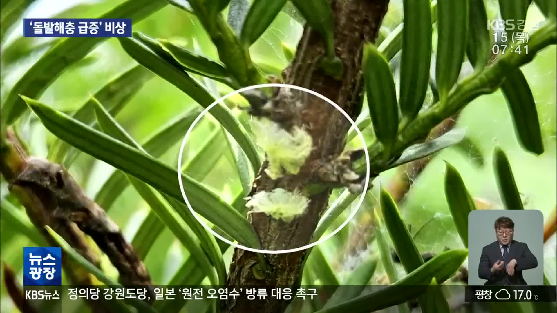 올해도 돌발해충…방제 비상