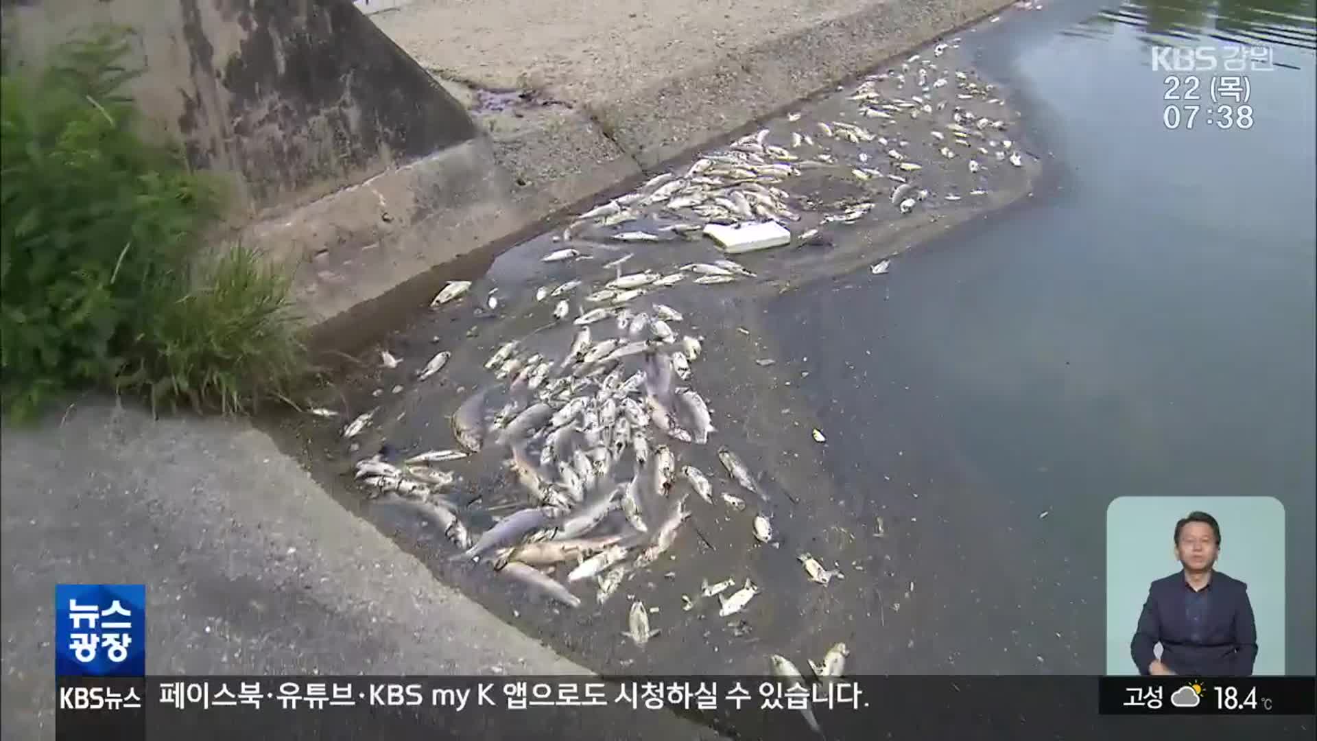 강릉 남대천 잇단 물고기 폐사…대책 부재