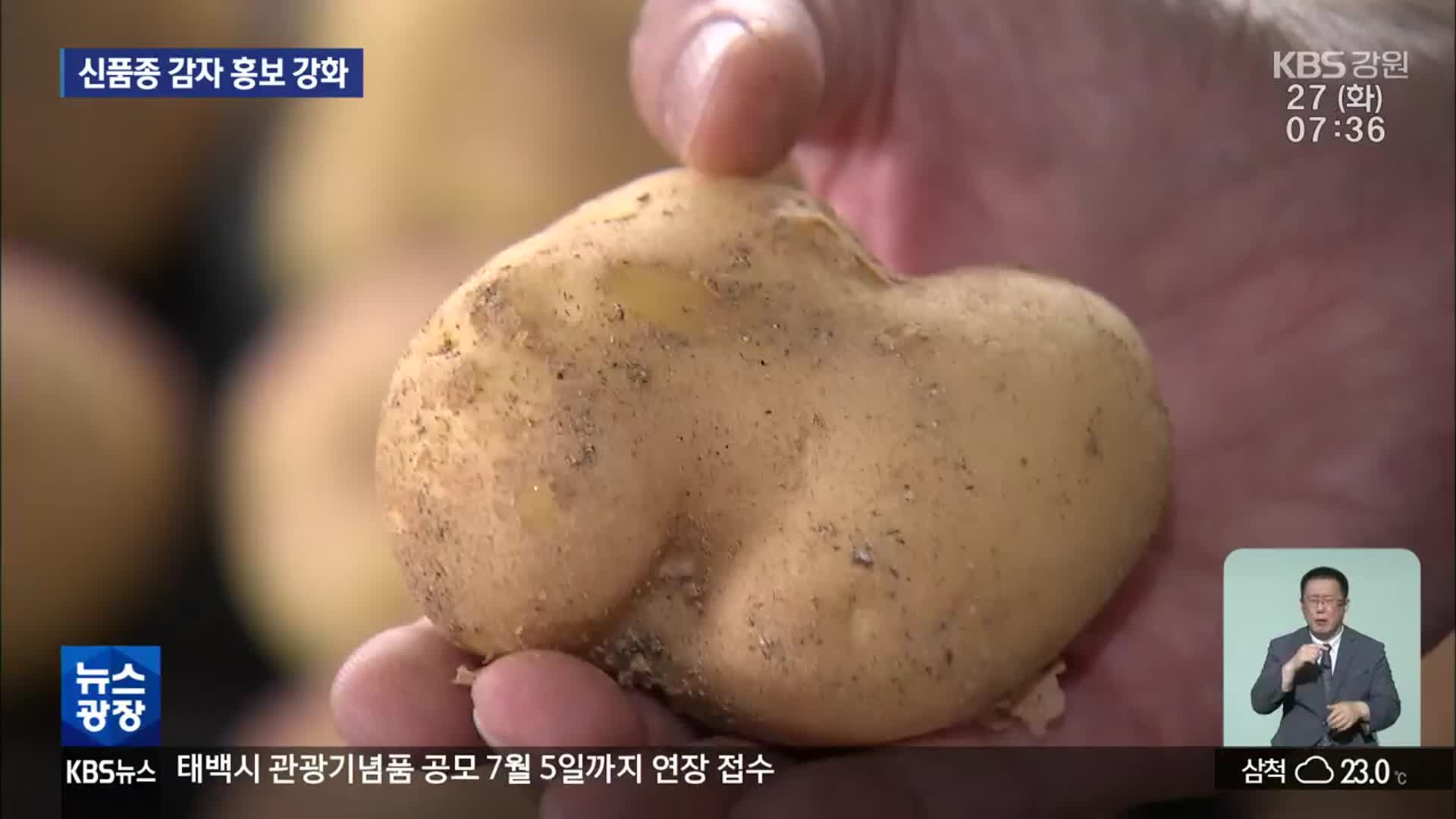 고온 대응 국산 감자 개발…보급 확대 추진