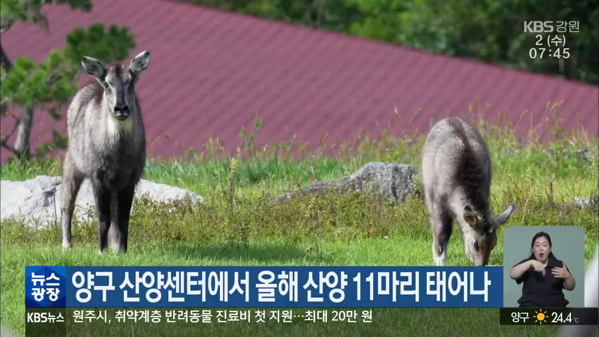 양구 산양센터에서 올해 산양 11마리 태어나