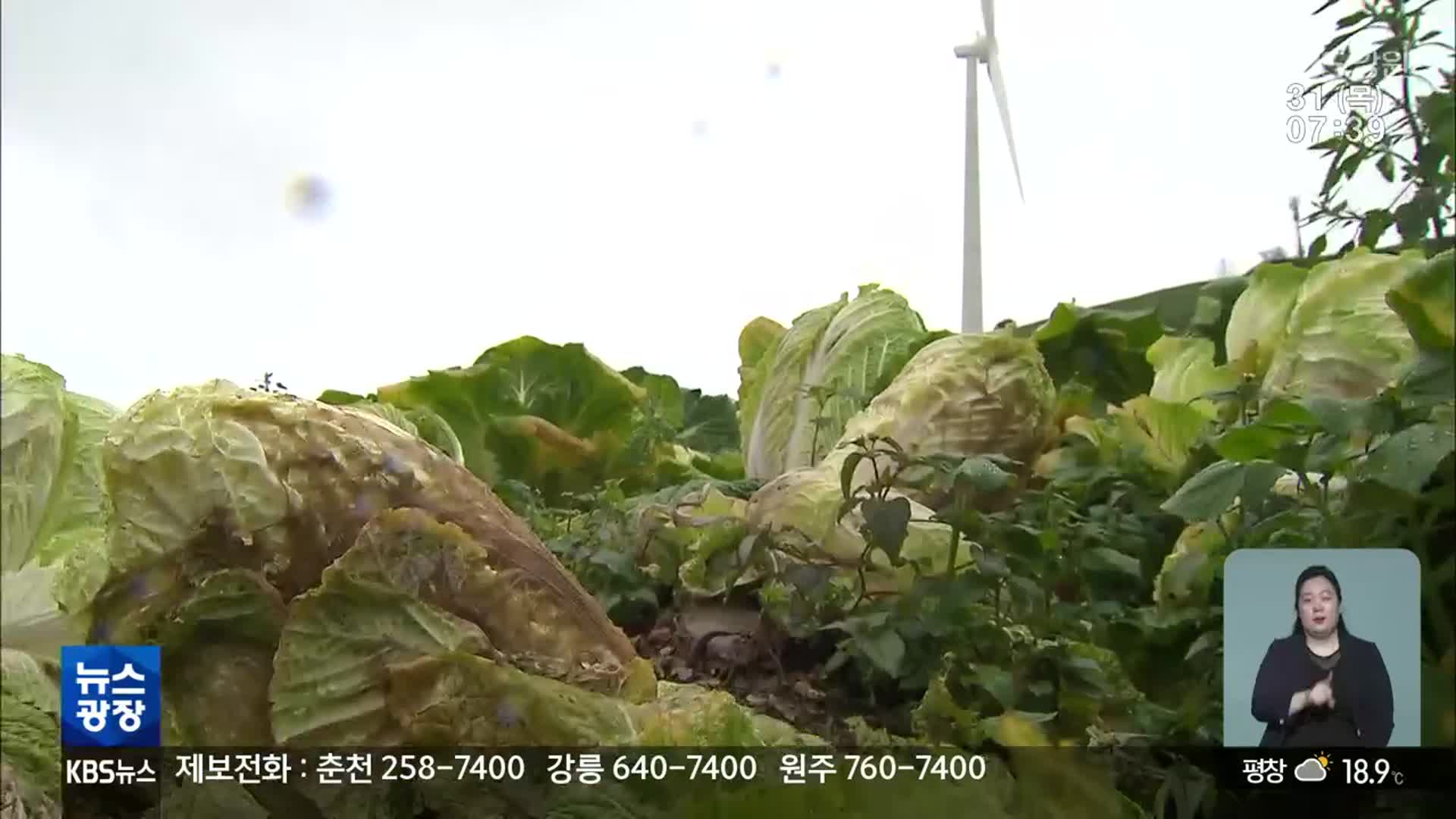 흉작에 수급 조절까지…위기의 배추 농사