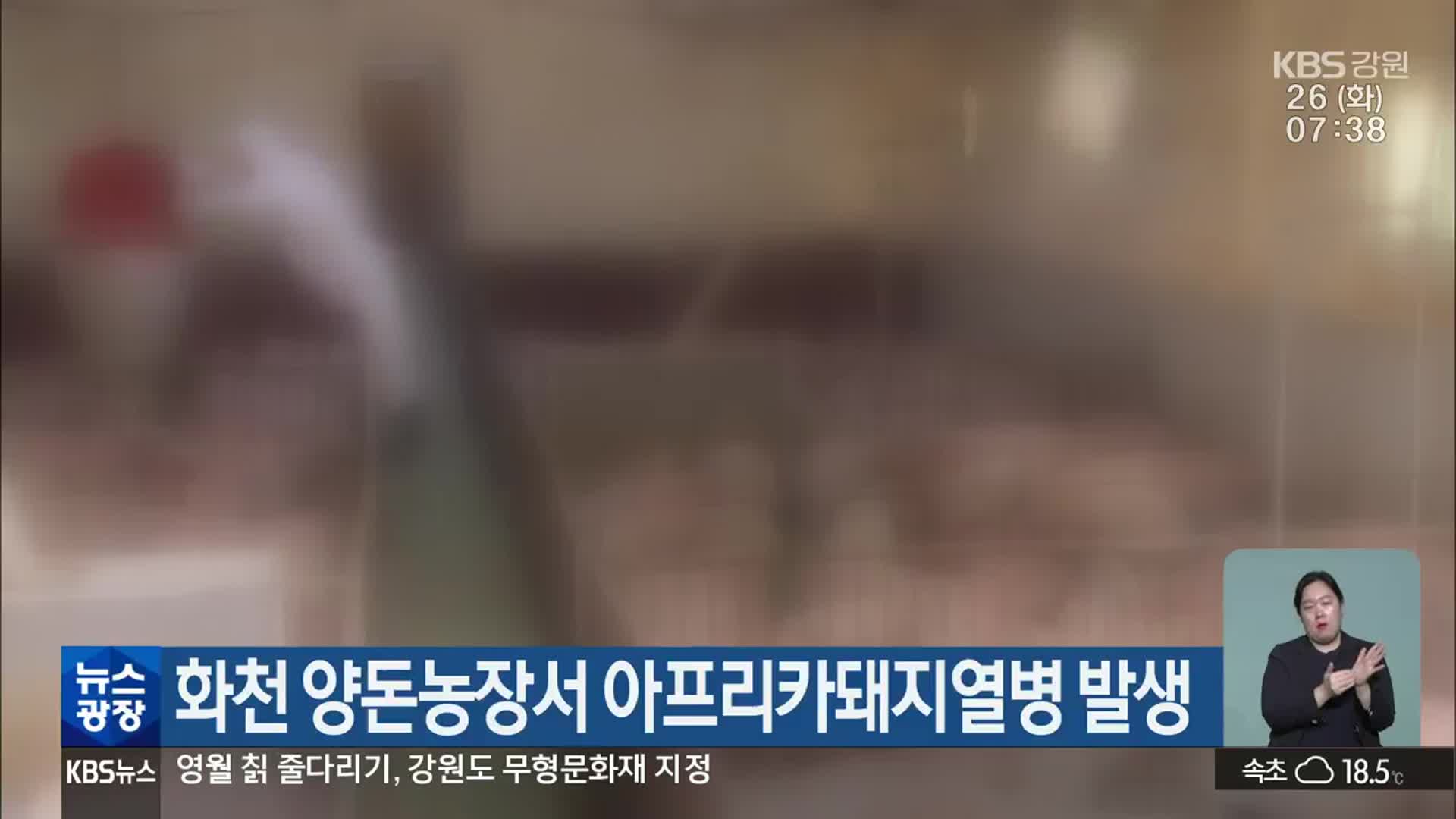 화천 양돈농장서 아프리카돼지열병 발생