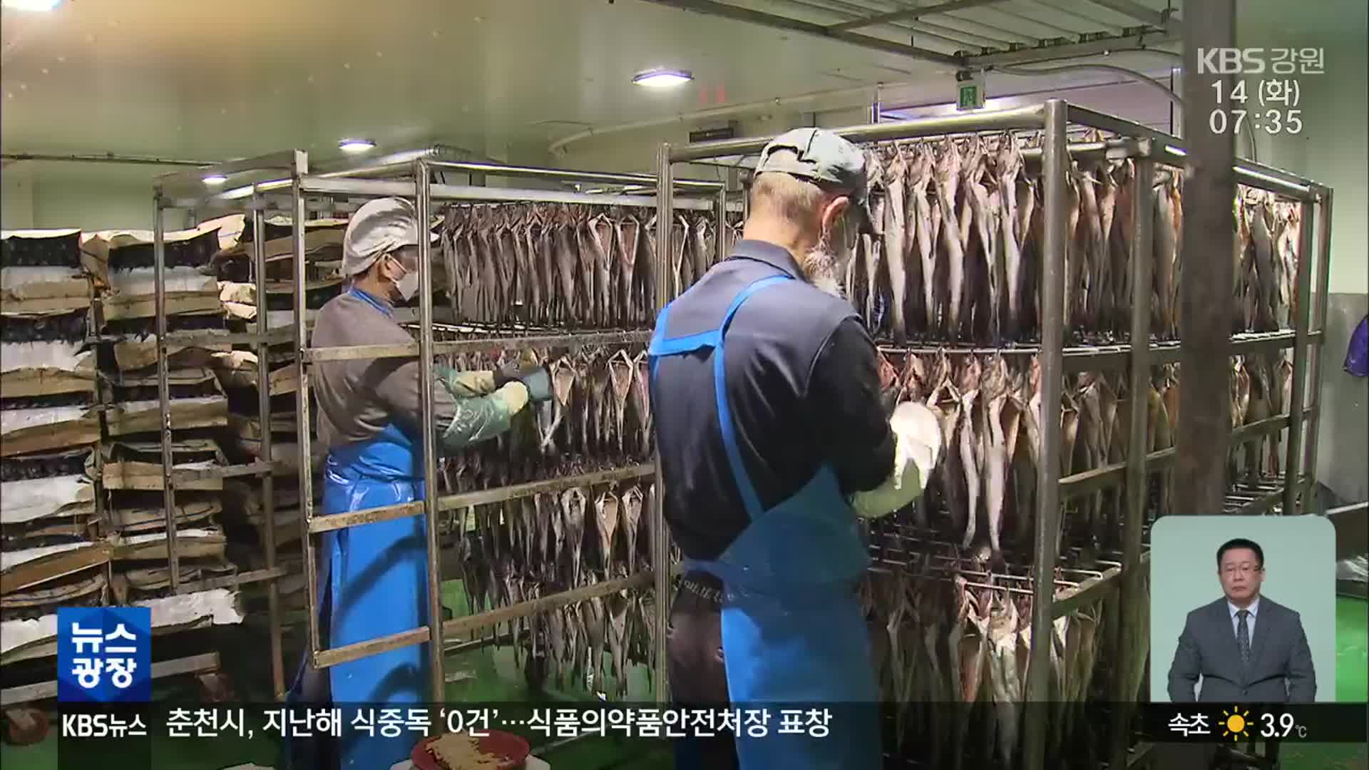 인력난 명태 가공업…외국인 계절근로자로 한숨 돌렸지만