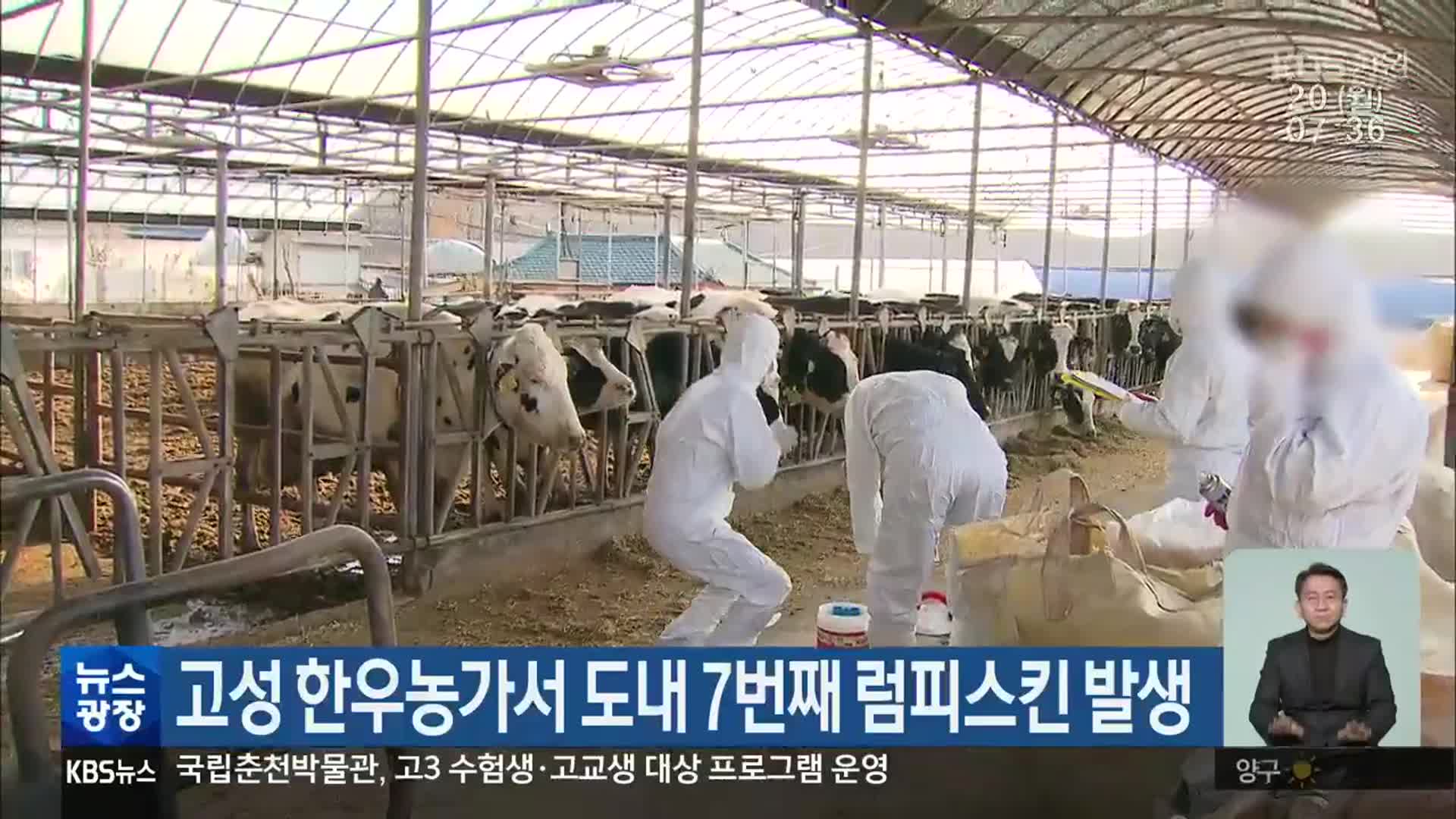 고성 한우농가서 도내 7번째 럼피스킨 발생