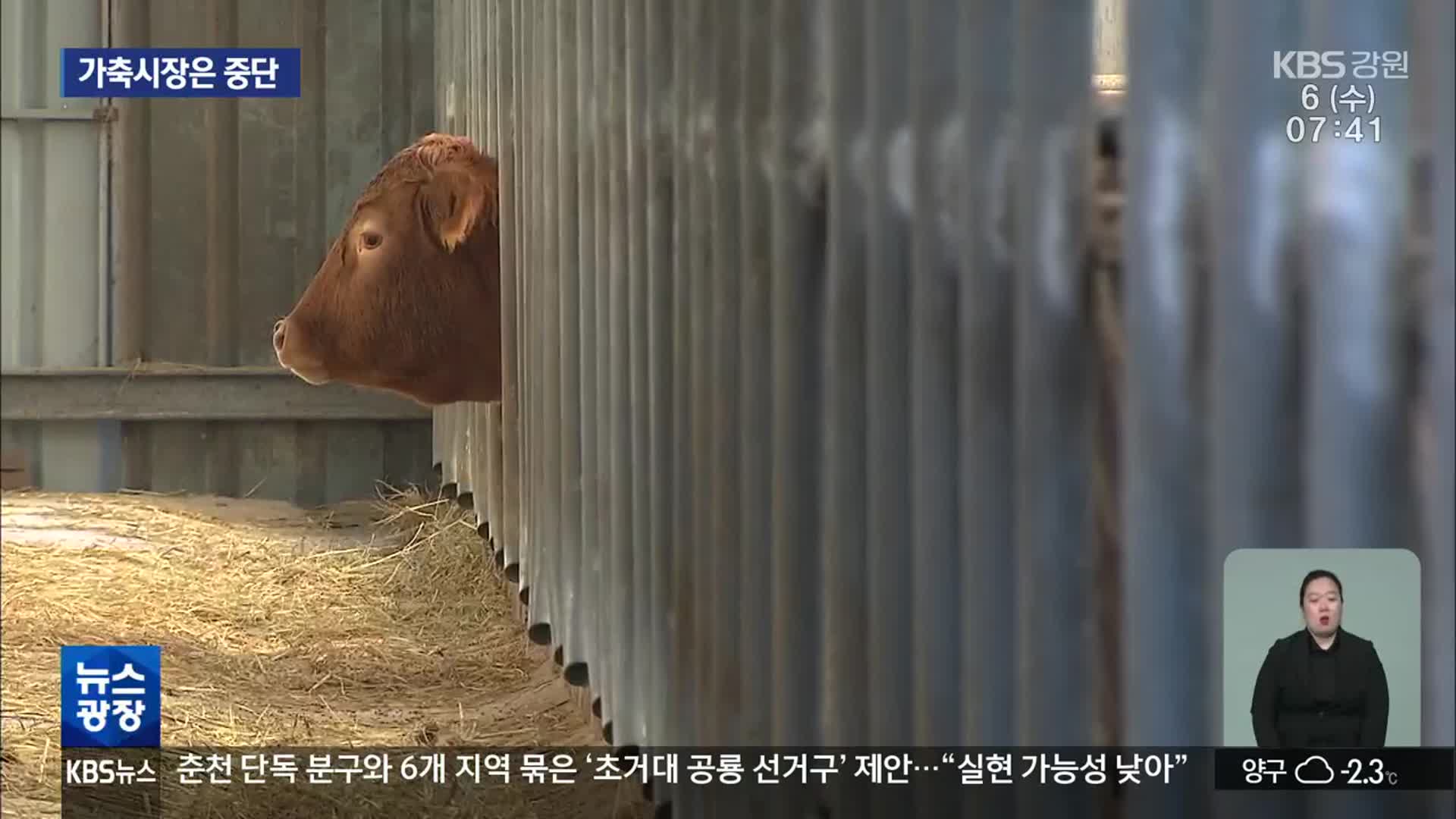 ‘럼피스킨’ 방역대 해제됐는데…가축시장은 중단