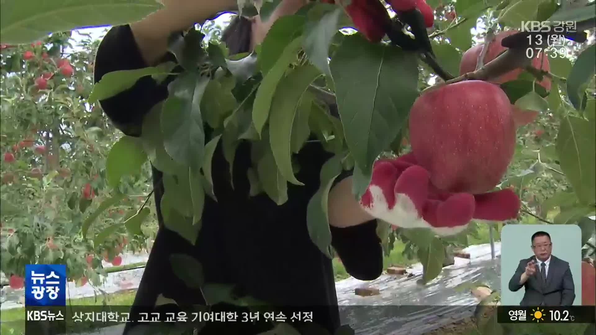 과수 ‘다축 평면 수형’ 확대…노동력 절감