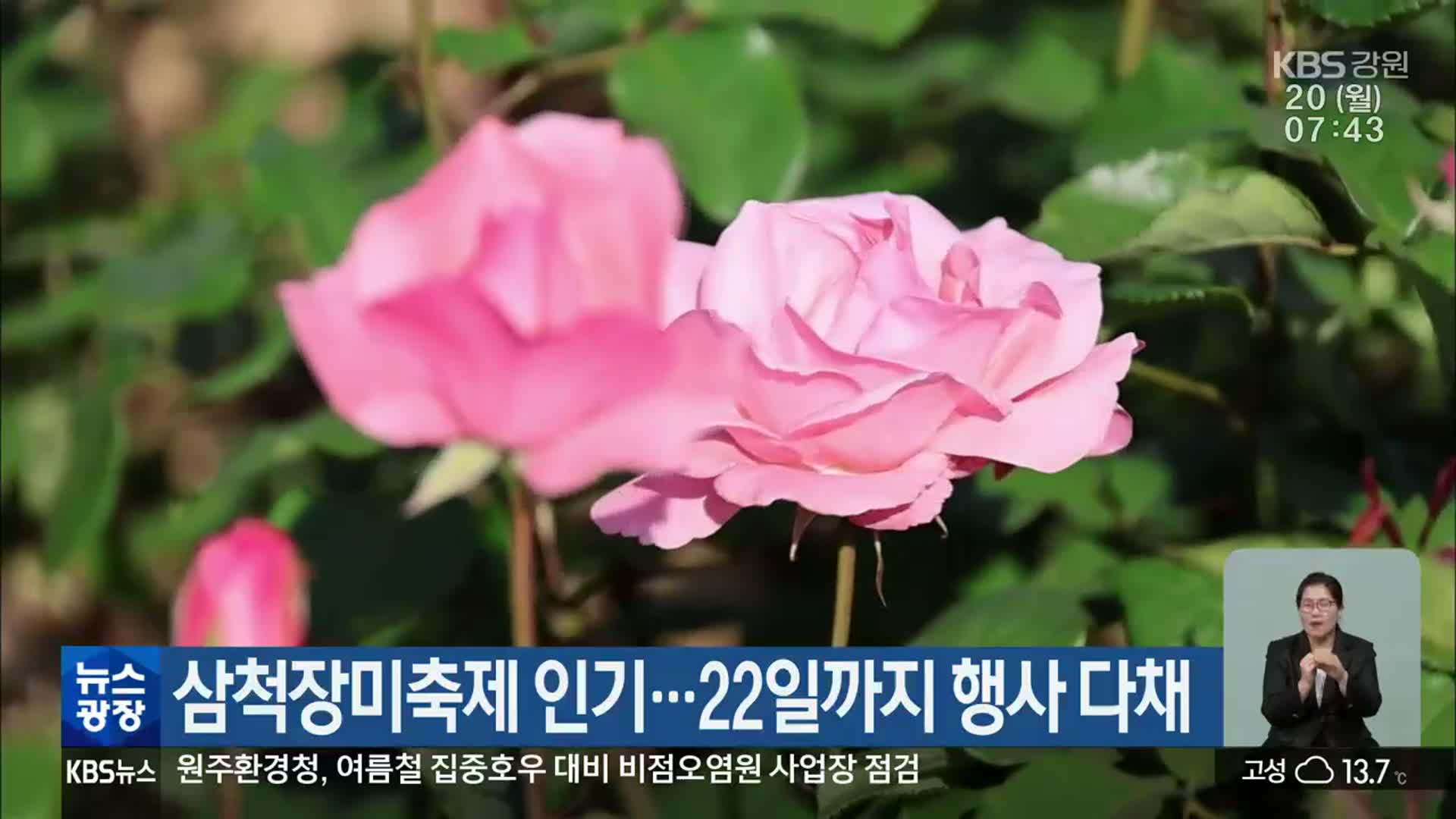 삼척장미축제 인기…22일까지 행사 다채