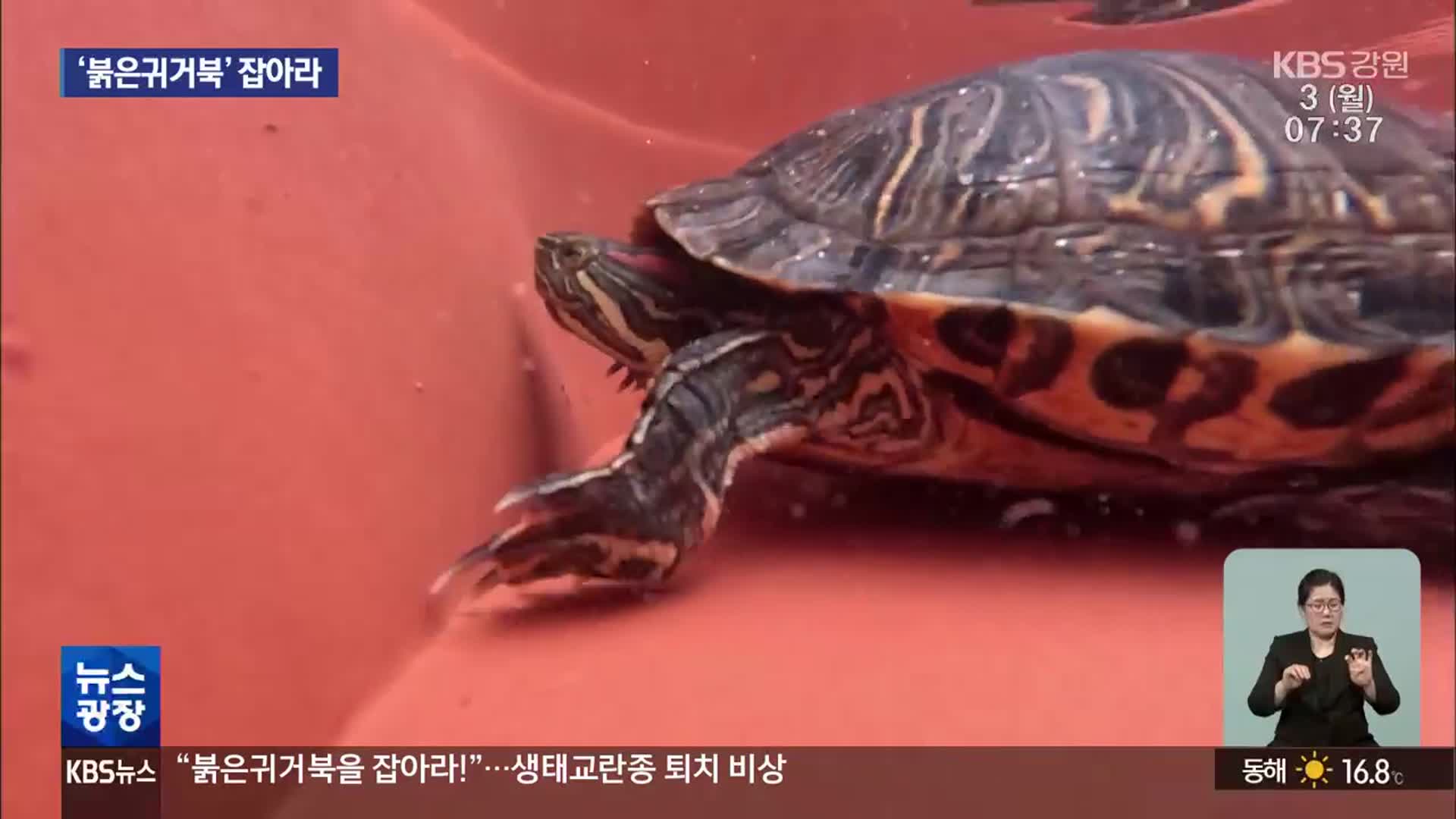 “붉은귀거북을 잡아라!”…생태교란종 퇴치 비상