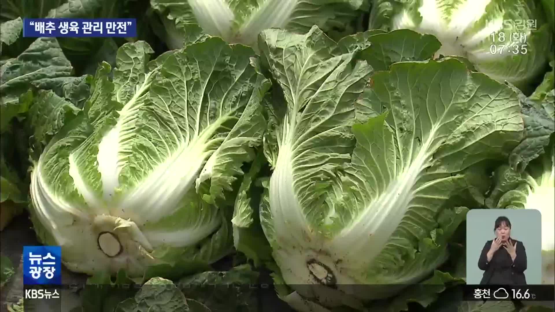 농식품부 장관, 평창 고랭지 현장 점검…“가격 안정 최선”