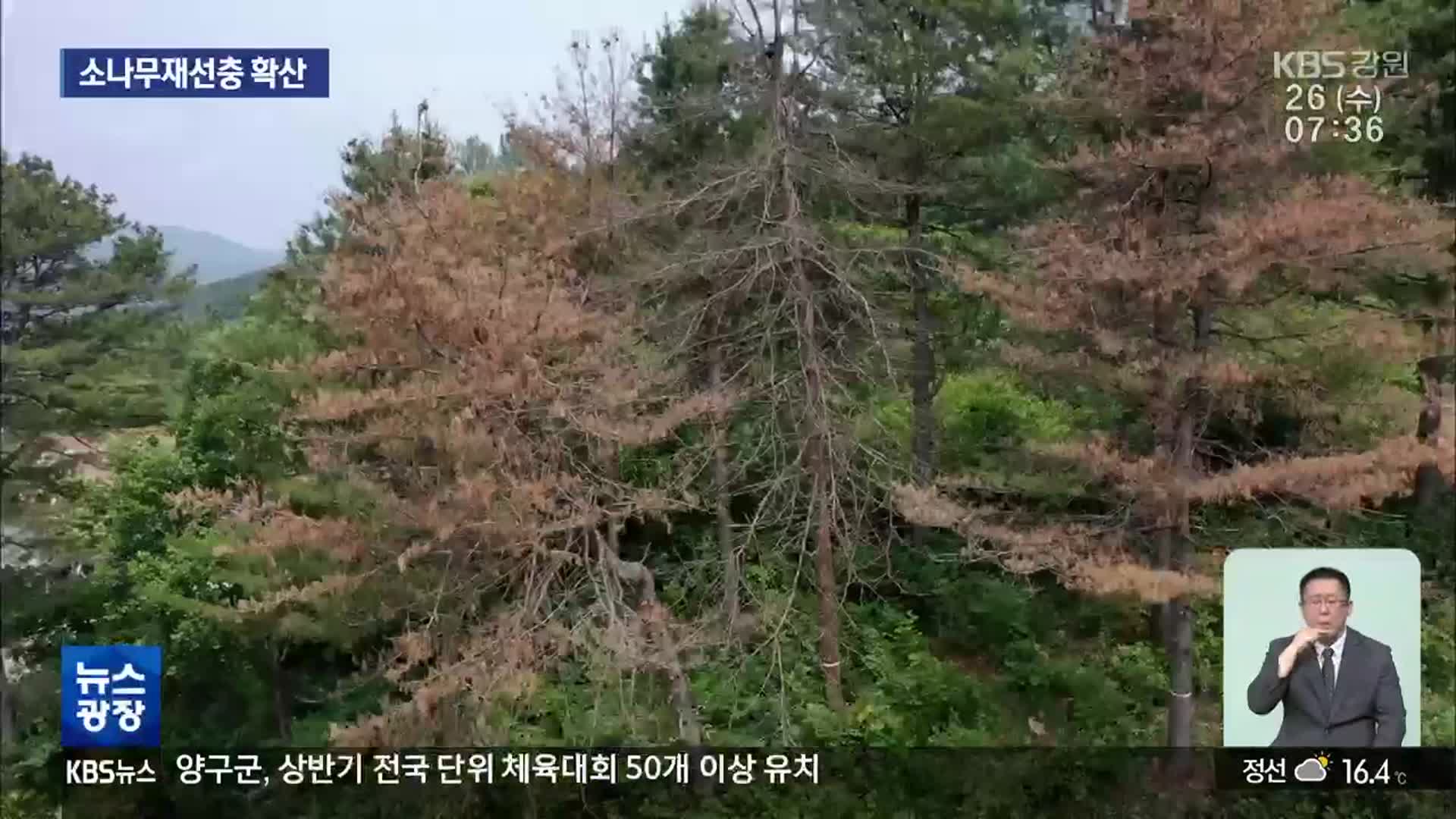 소나무재선충 방제 100억 원 투입…‘실패’