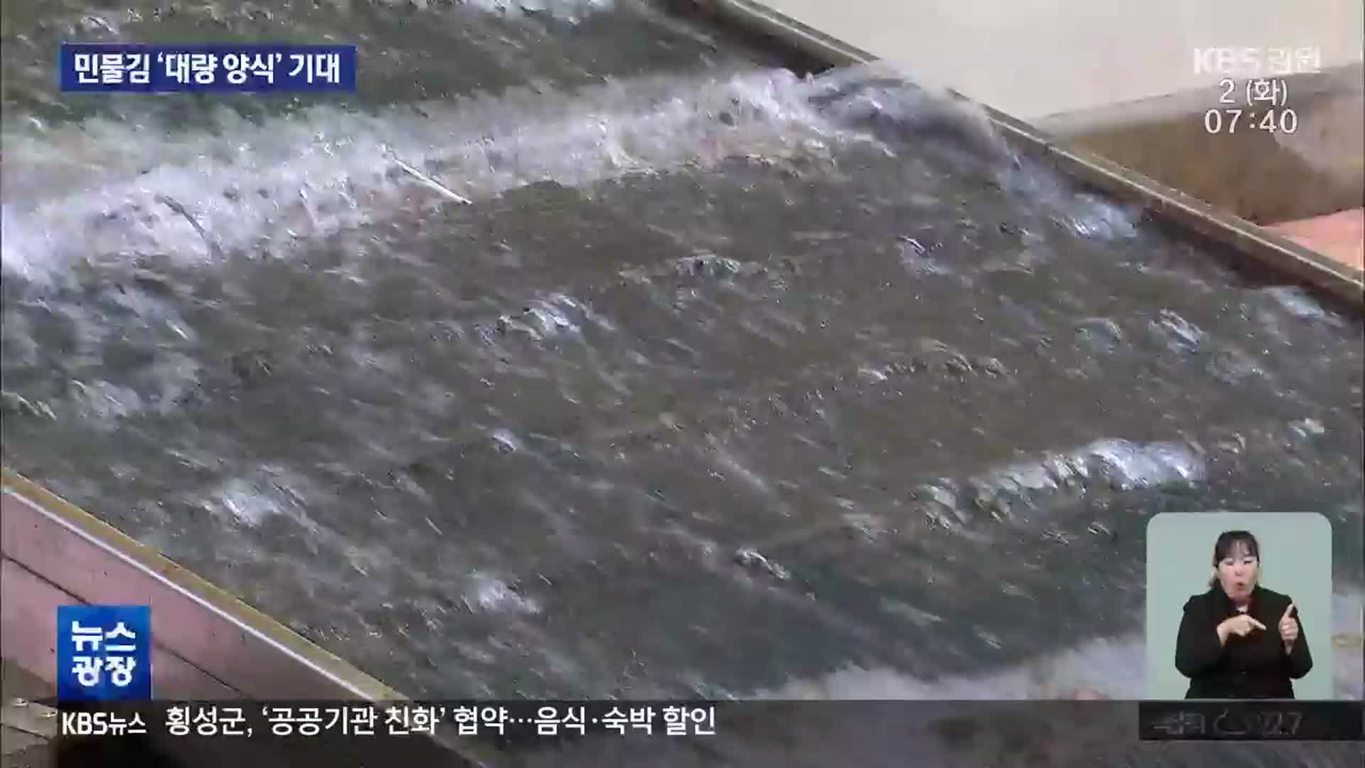 삼척 민물김 양식 생산량 급증…산업화 준비해야