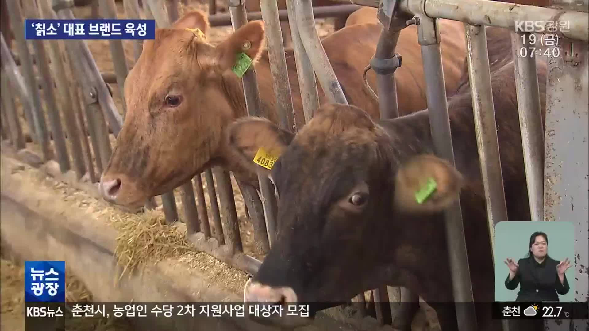 고성군, 희귀 한우 ‘칡소’ 500마리 돌파…어떤 경쟁력?