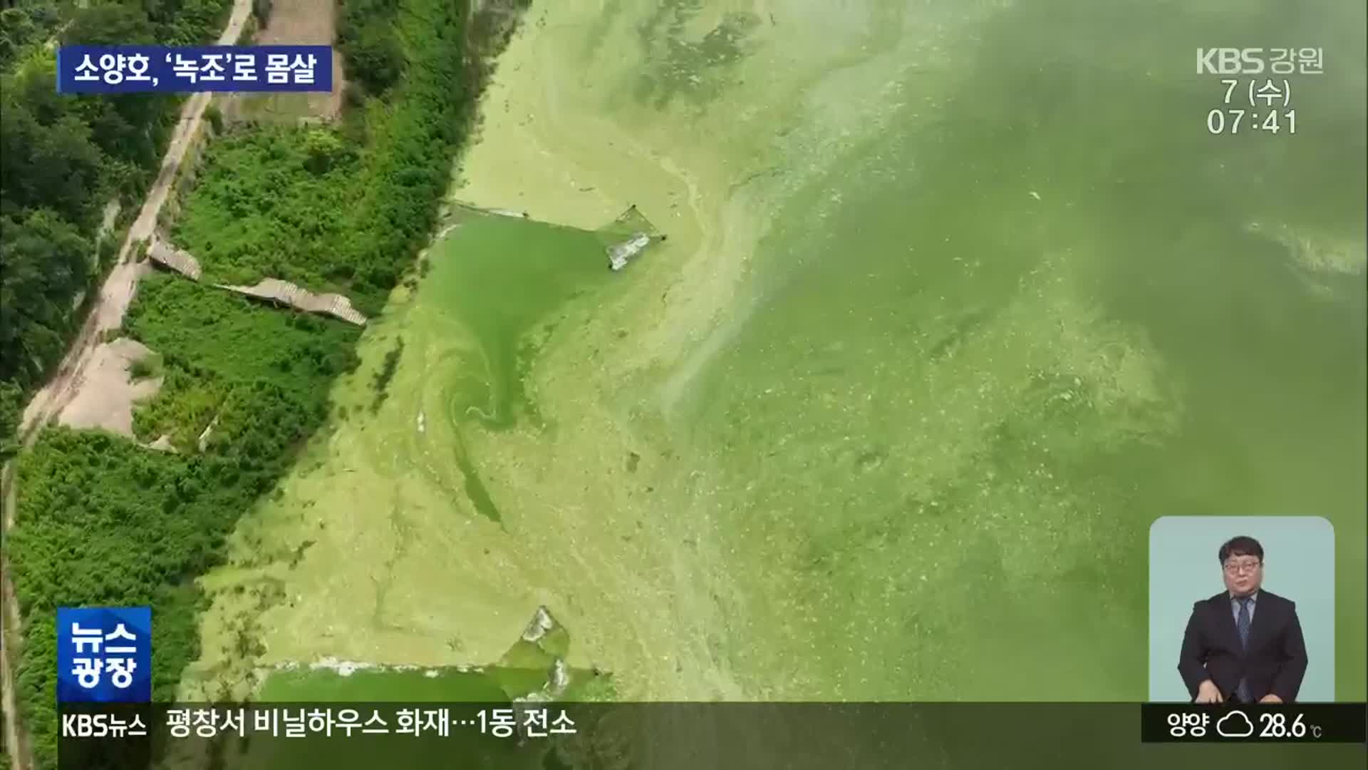 소양호, 또 ‘녹조’로 몸살…길이 6km 달해