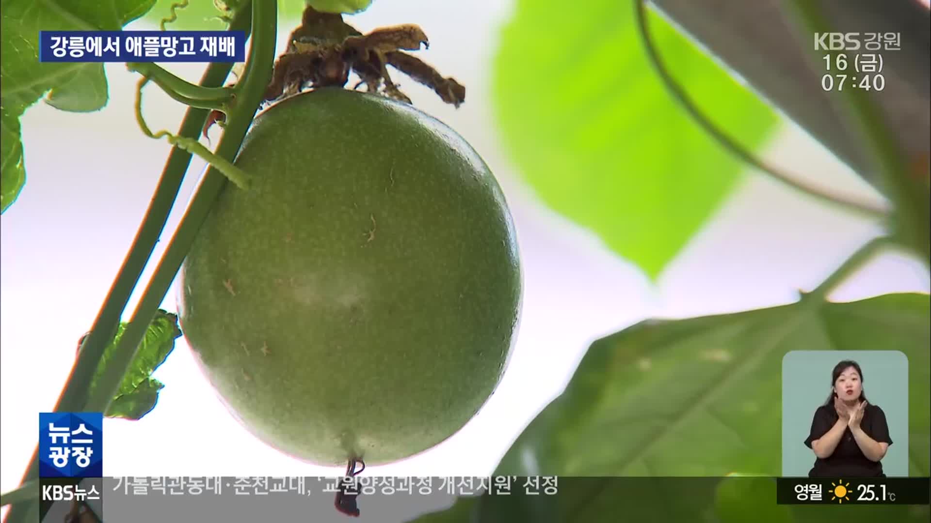 아열대 작물 재배 증가…‘기온 상승’ 한몫