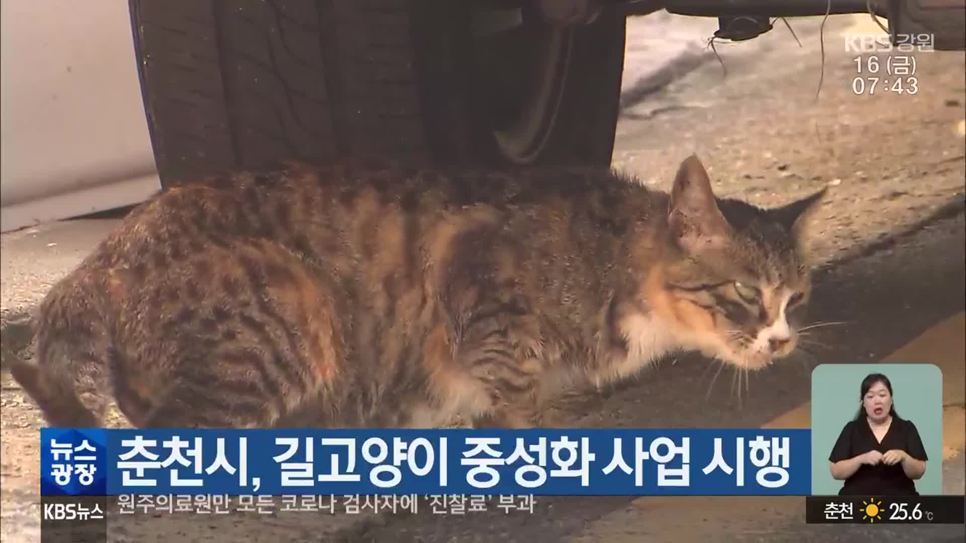 춘천시, 길고양이 중성화 사업 시행