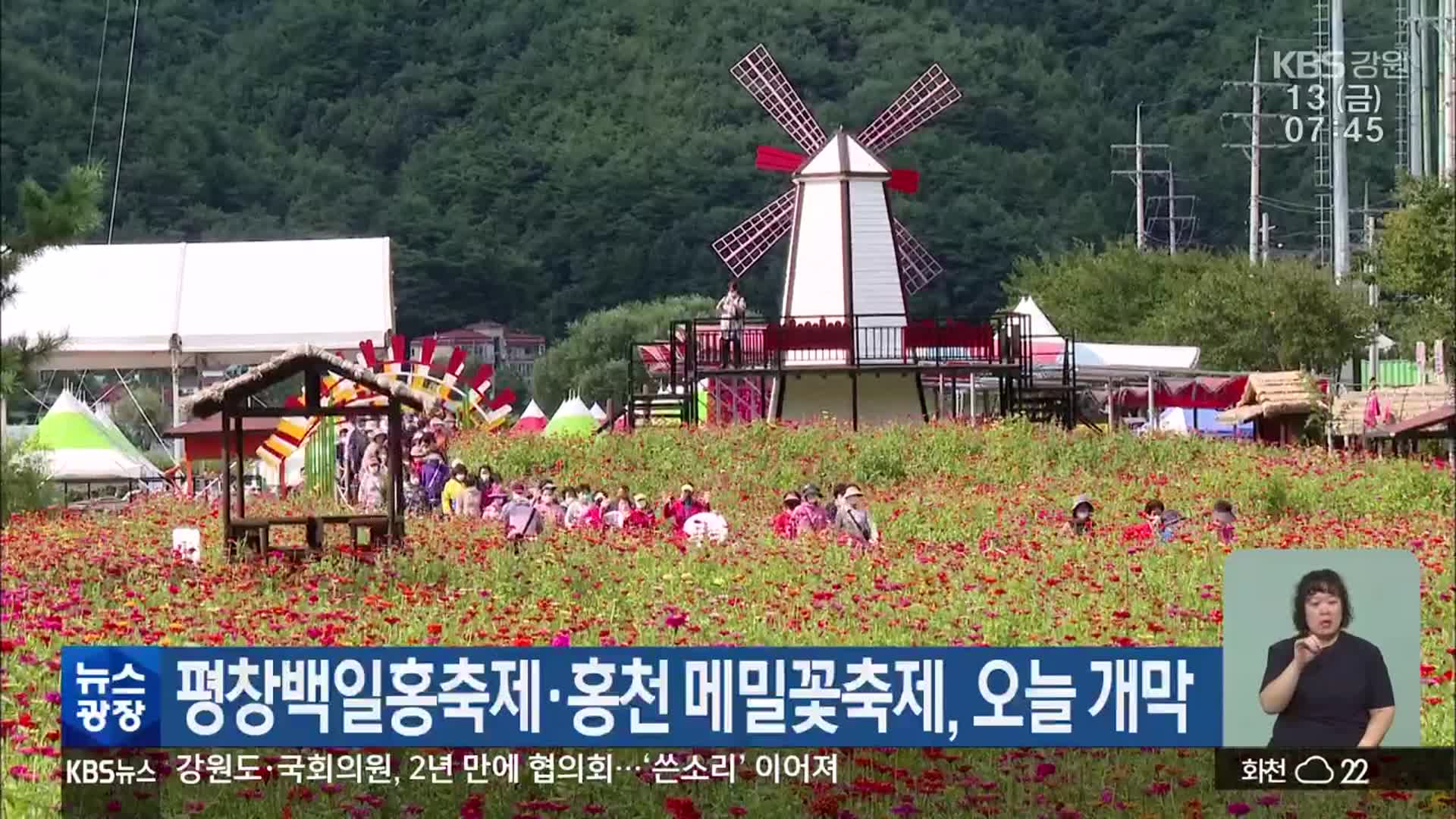 평창백일홍축제·홍천 메밀꽃축제, 오늘 개막